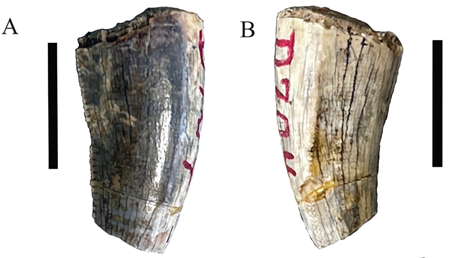 The juvenile Tyrannosaurus tooth found near Mount Hancock in the southeastern corner of Yellowstone National Park.