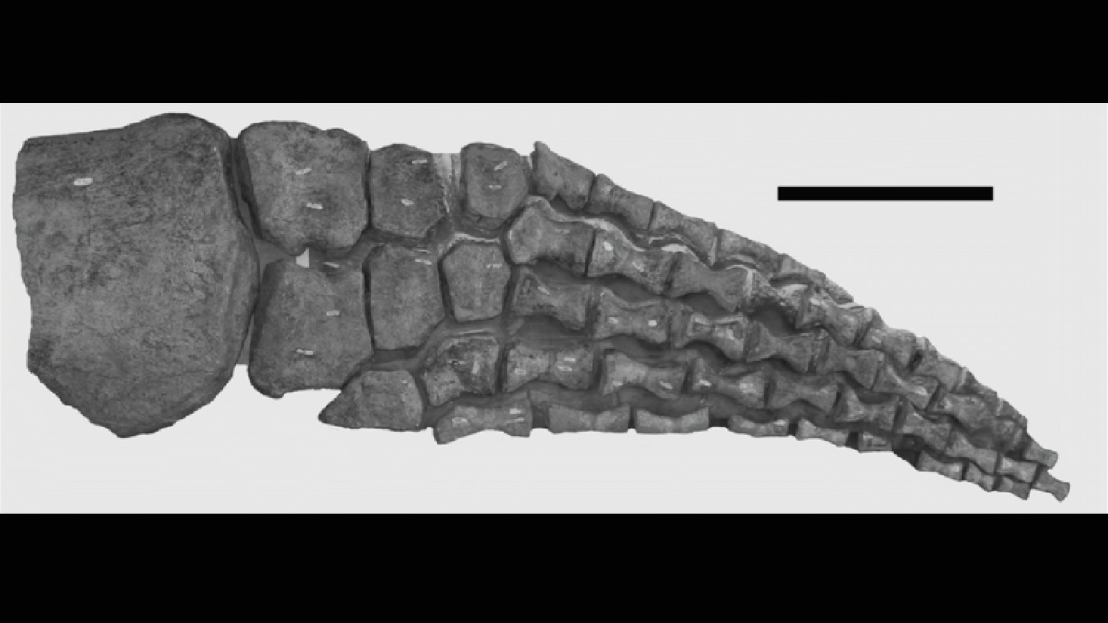 An articulated fin from a Megalneusaurus, the largest marine reptile ever found in Wyoming.