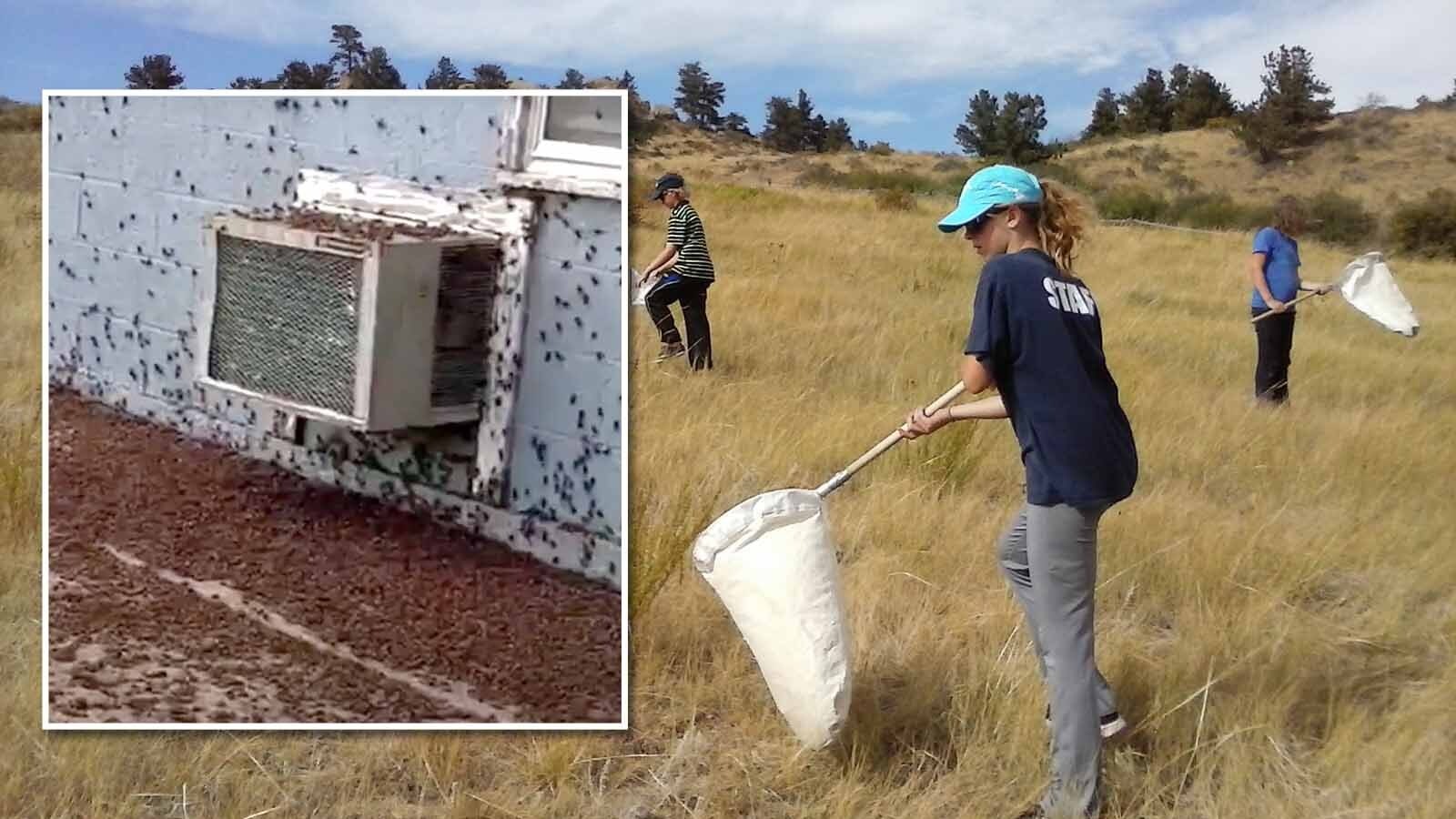 University of Wyoming Extension students on a bug safari. Inset is a photo of a Wyoming cricket swarm that descended on Edgerton in May 2023.