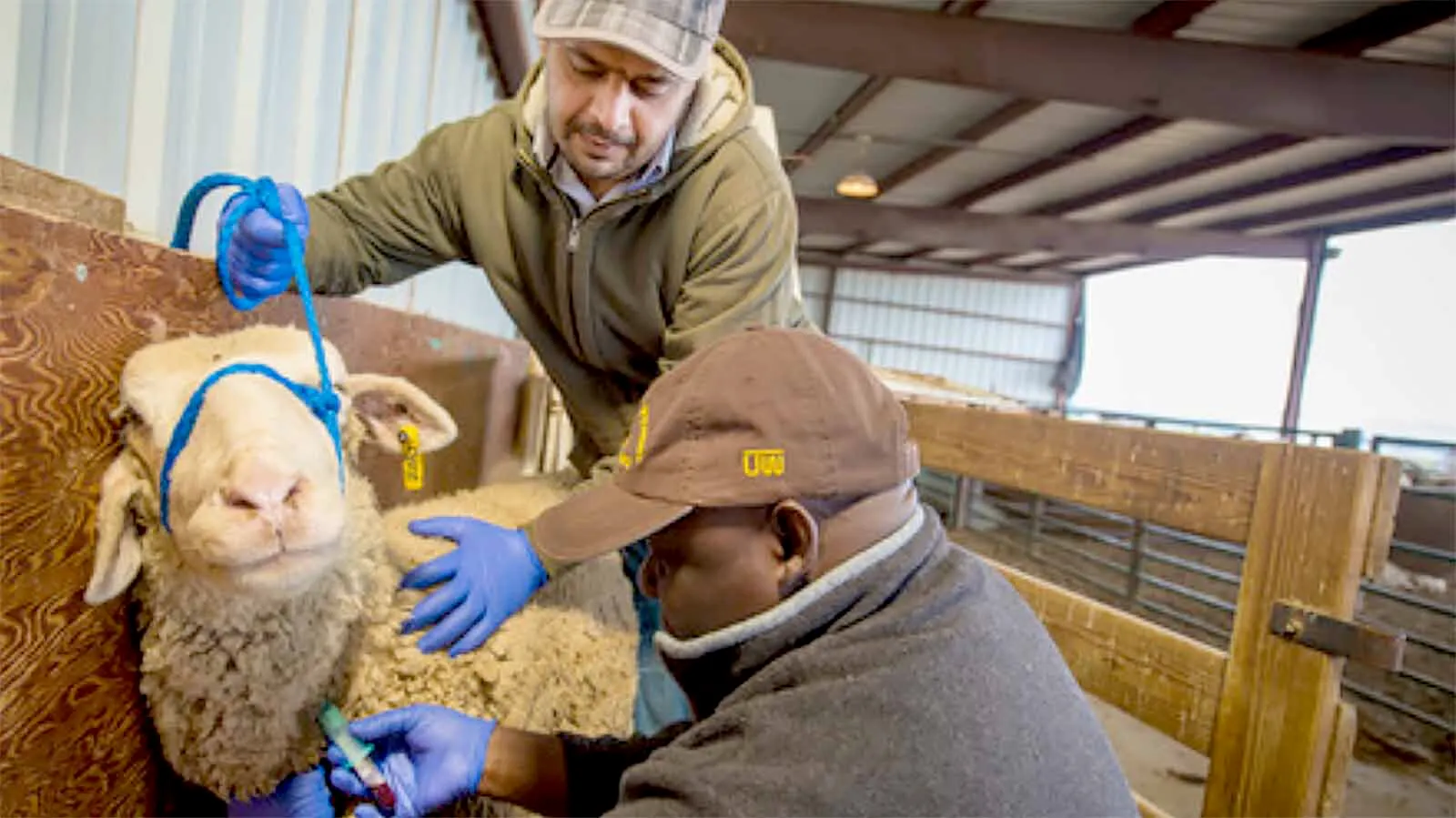 In Wyoming, cattle outnumber people, but the number of veterinarians treating food animals has shrunk by about 90% since World War II, and only 5% of new vets are interested in the job. That puts Wyoming’s, and the nation’s, food supply at risk.