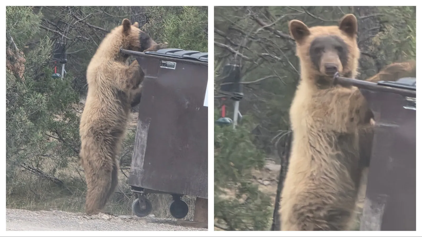A skinny-looking young black bear has been hanging around a rural neighborhood near Upton in Weston County. Residents say it’s been timid so far.
