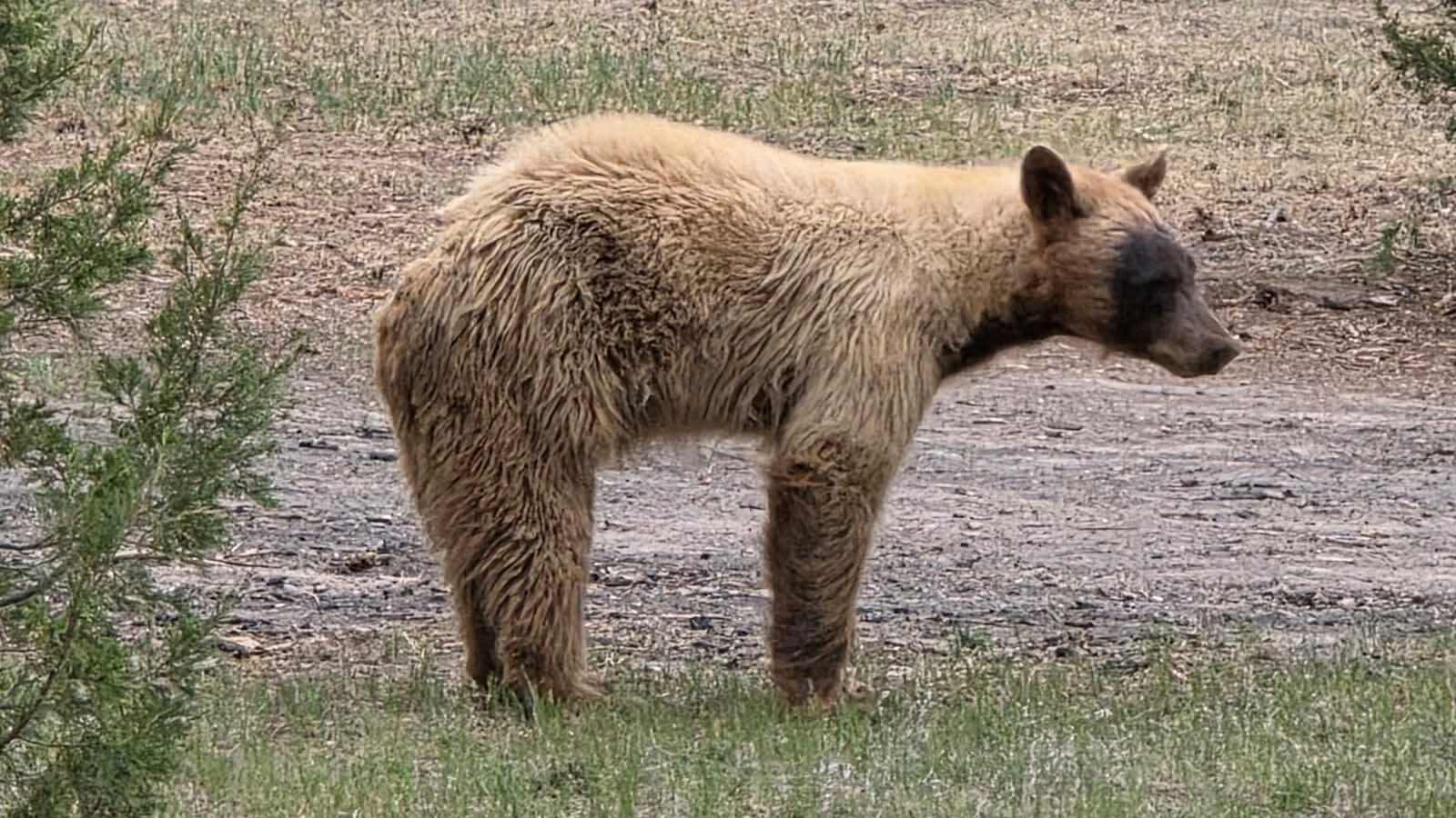 A skinny-looking young black bear has been hanging around a rural neighborhood near Upton in Weston County. Residents say it’s been timid so far.