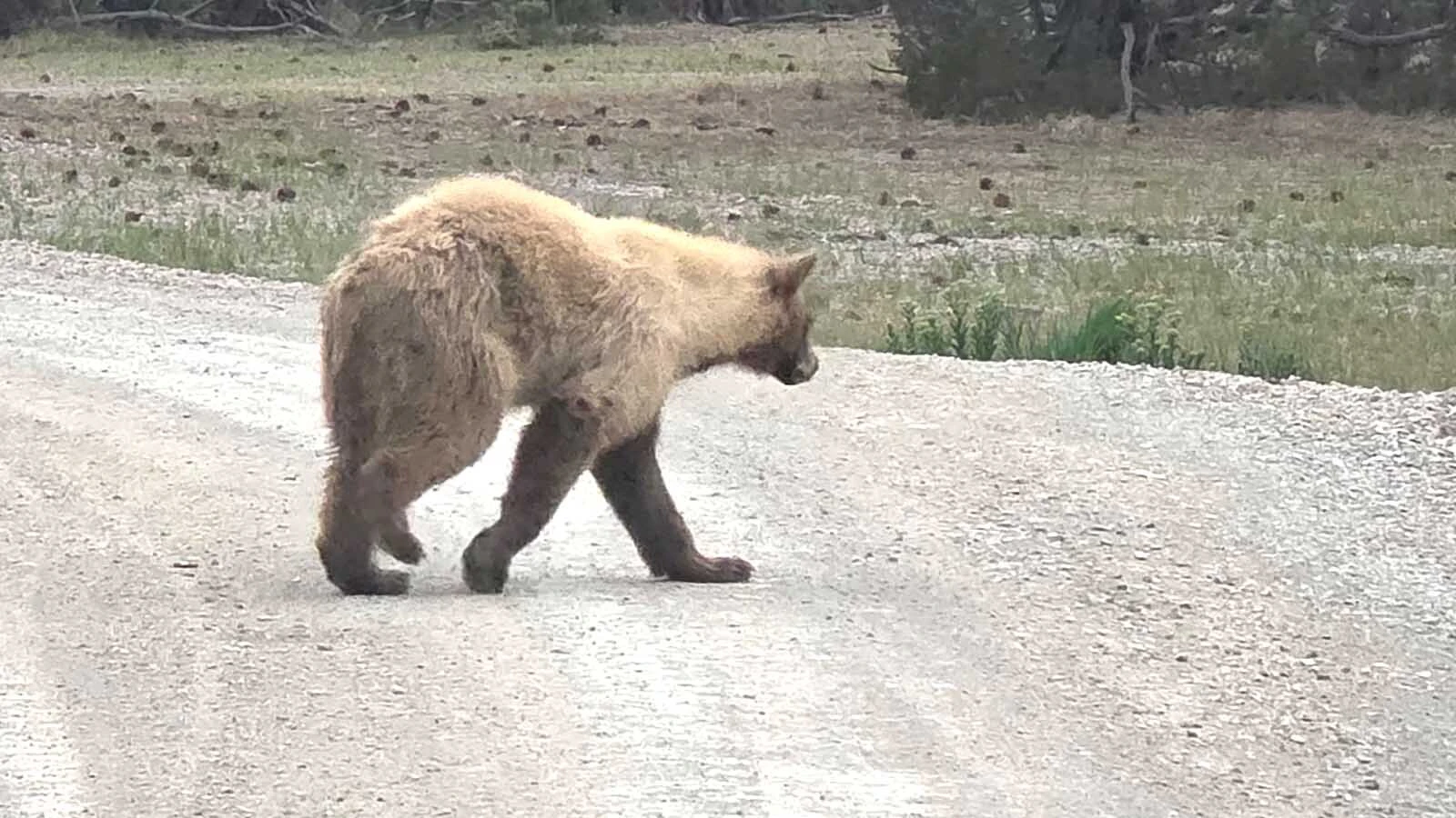 A skinny-looking young black bear has been hanging around a rural neighborhood near Upton in Weston County. Residents say it’s been timid so far.