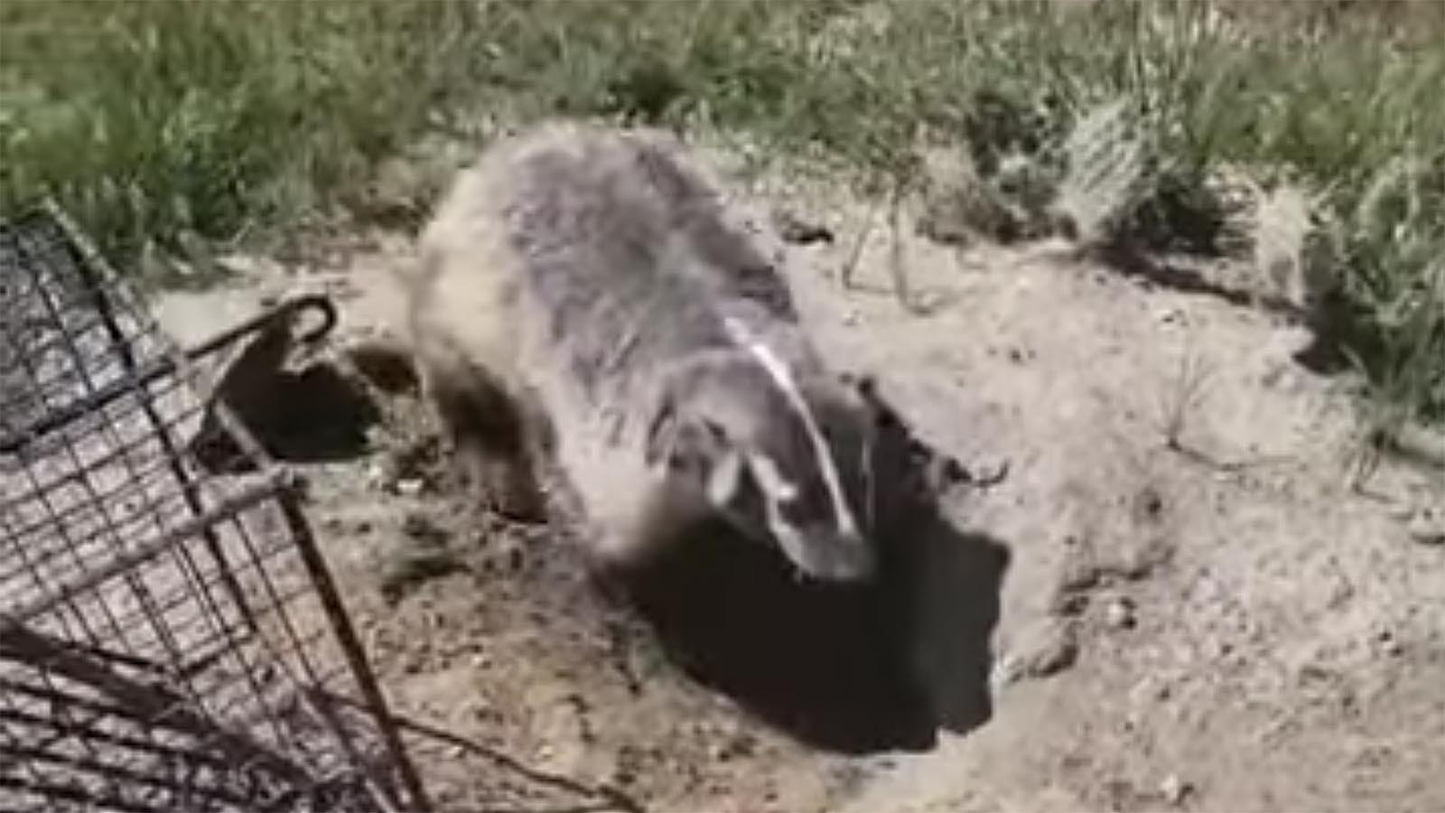 A badger that was captured in Casper adjusts to its new home, right near a prairie dog town. Prairie dogs are badgers’ favorite prey.