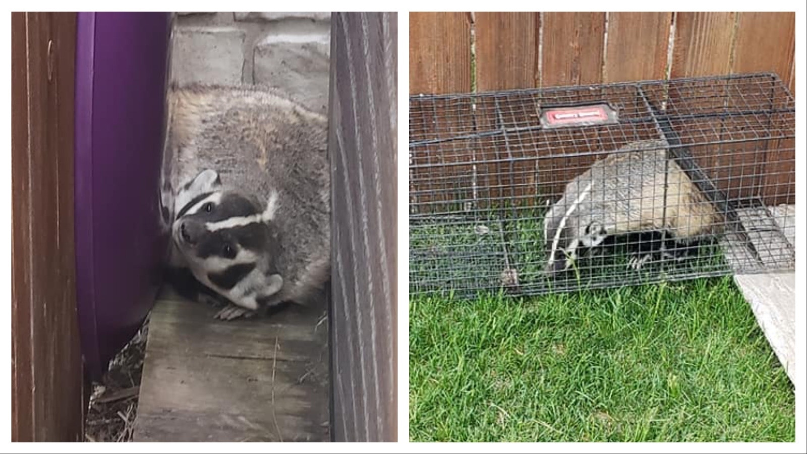 This badger was caught sleeping between and fence and a shed and Casper, trapped and relocated to a prairie dog town.