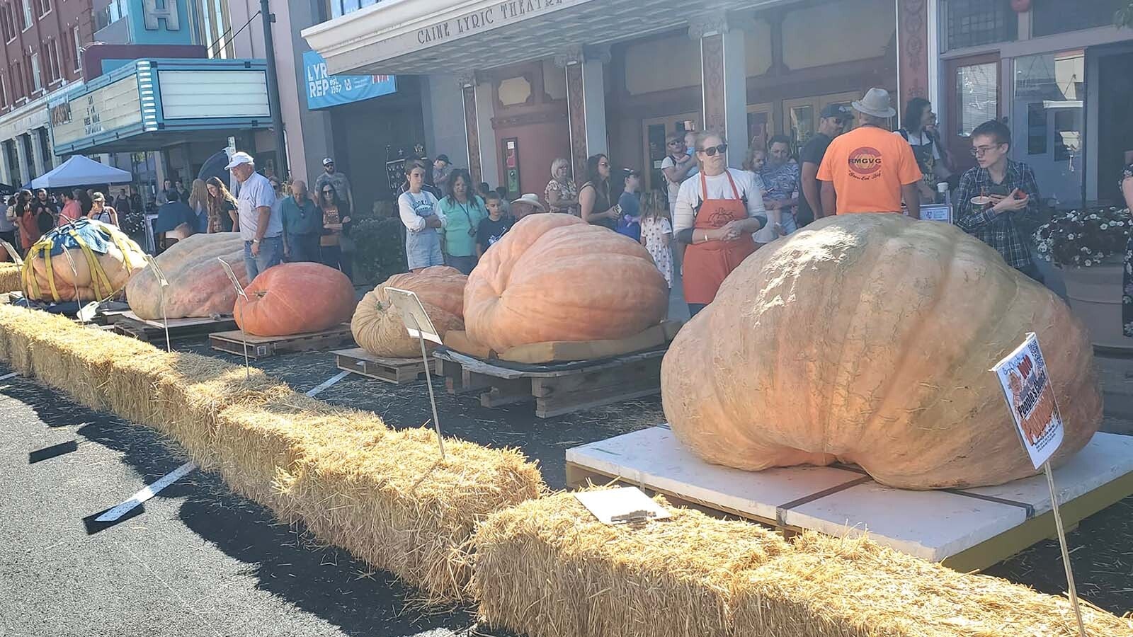 The giant pumpkins in the 2014 Center Street Giant Pumpkin Festival in Logan, Utah.