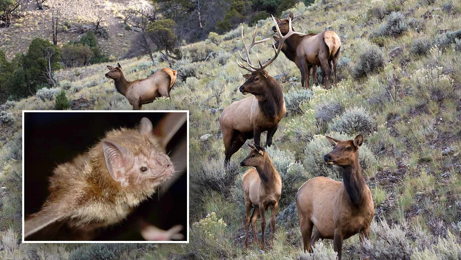 Vampire bats are expanding their range northward. A wildlife disease expert thinks they could start carrying chronic wasting disease, or CWD.