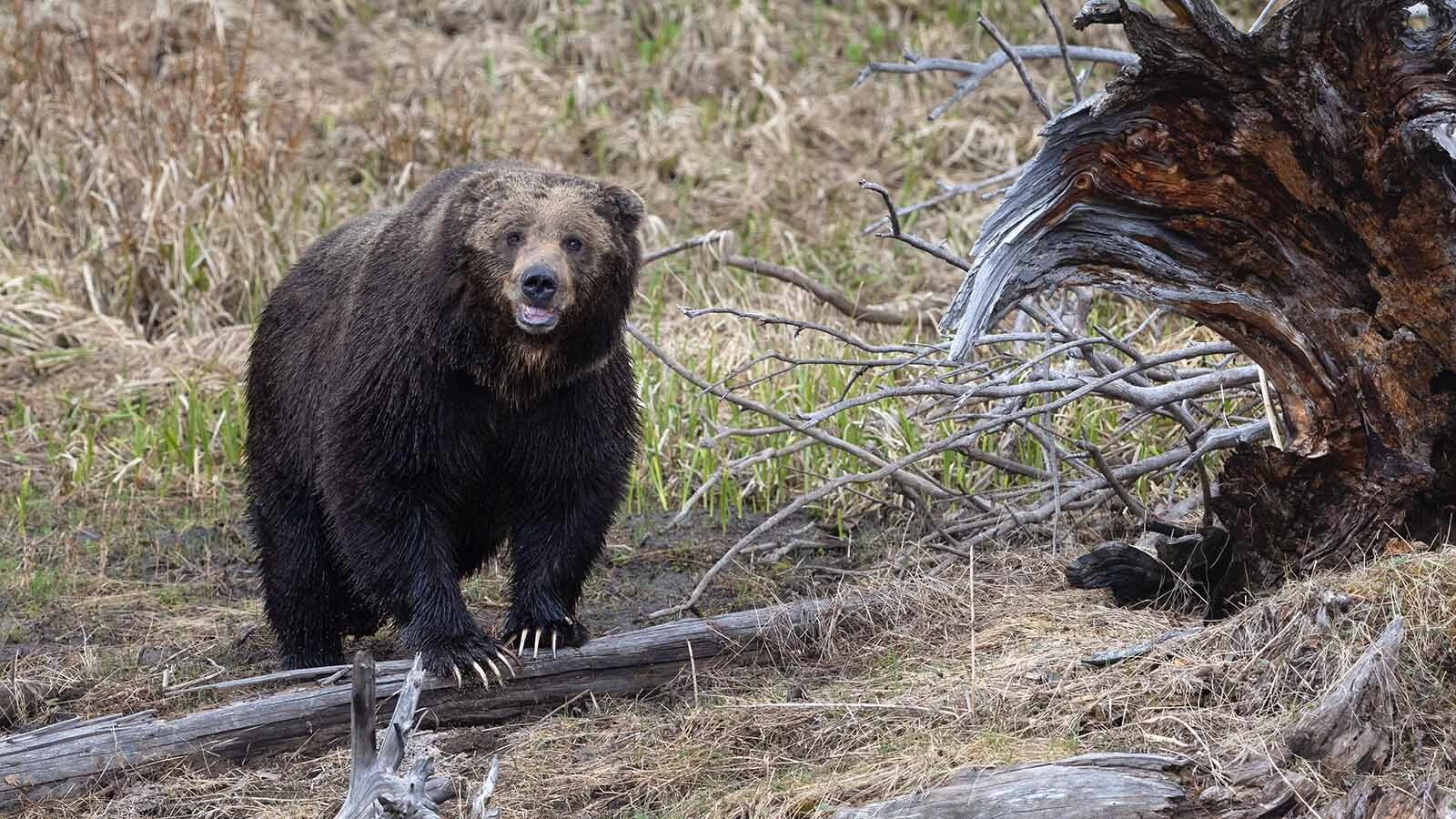 Grizzly 970 is a massive male grizzly called “van Gogh” because he’s missing his right ear.
