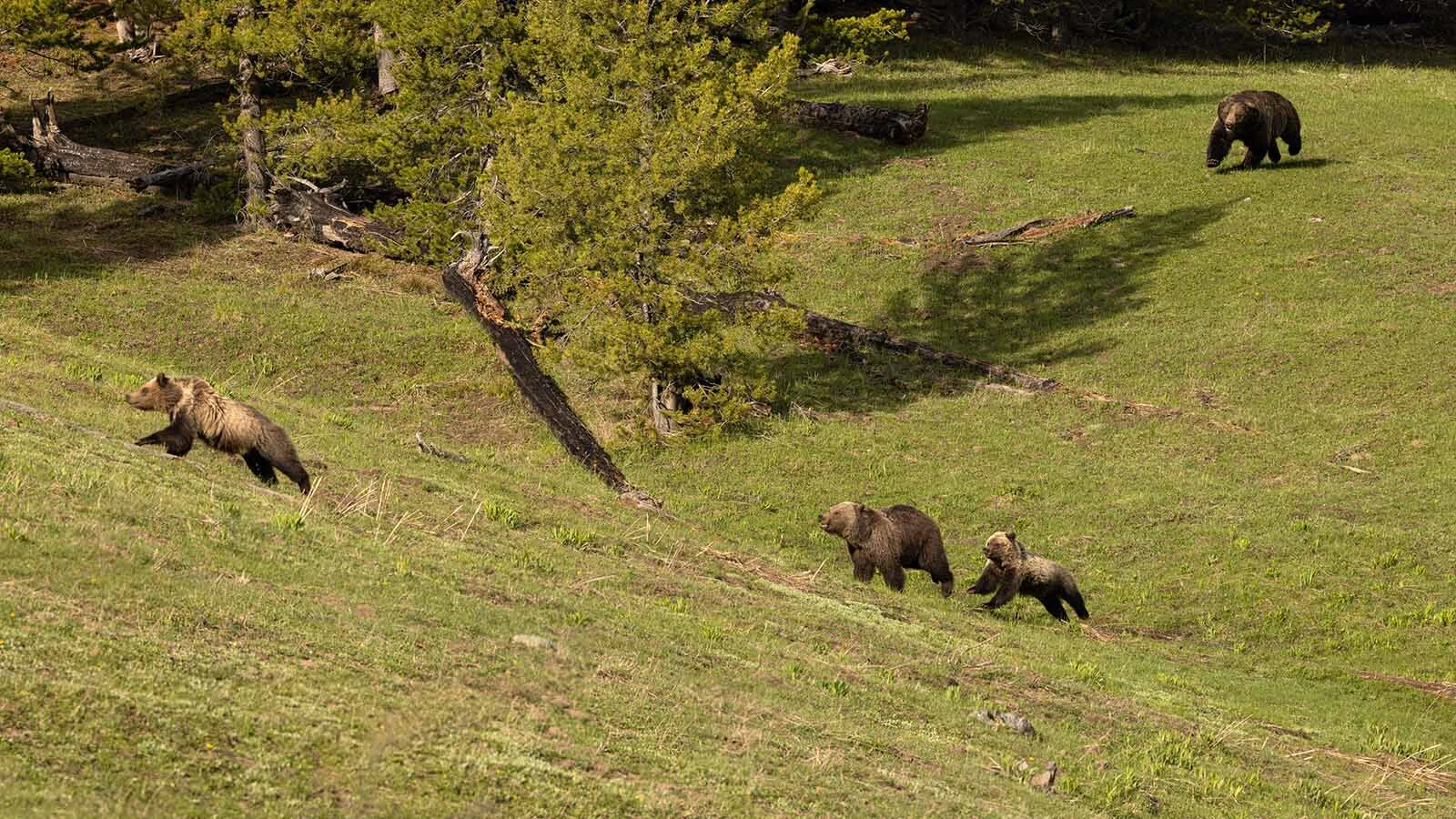 This photo from May 2025 shows grizzly 970, the “van Gogh” bear, chasing the famous female, Obsidian, and her cubs in Yellowstone National Park.