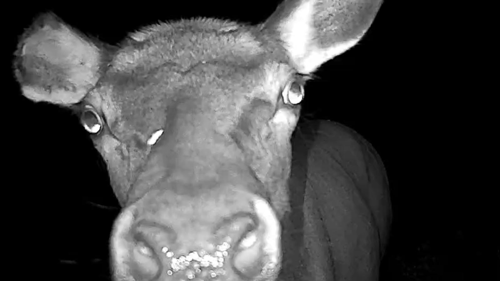 This curious cow elk in the Greys River area in Teton County was undeterred by old human and horse scent at a game trail camera site.