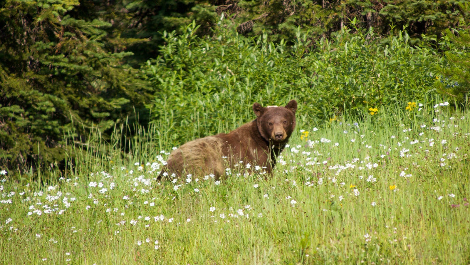 A bear looks up at nearby traffic in July 2024 in Yellow Stone National Park.