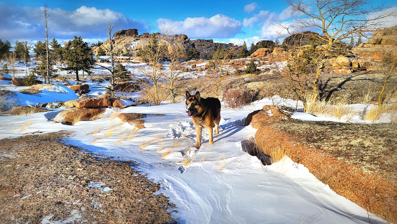 Dana Gage frequently enjoys walking through the natural beauty of Vedauwoo in Medicine Bow-Routt National Forest with his German shepherd Klaus.