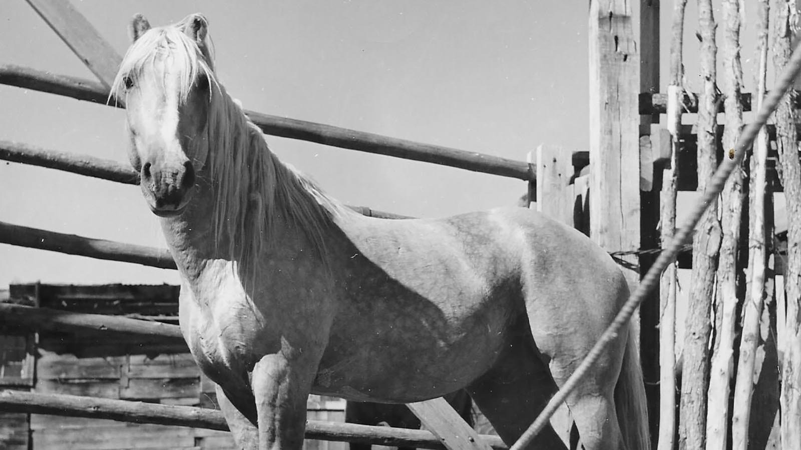 Desert Dust, Wyoming’s most famous wild horse, poses in his corral. He was owned by Frank Robbins, an infamous horse wrangler who let his 400 horses run into a neighbor’s pasture. It is believed that it was an angry neighbor who ultimately shot and killed Desert Dust.
