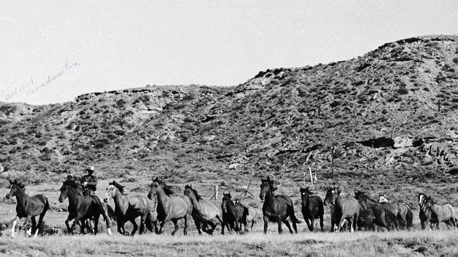 The wild horses were rounded up in the Red Desert near Rawlins, Wyoming, in the 1940s.