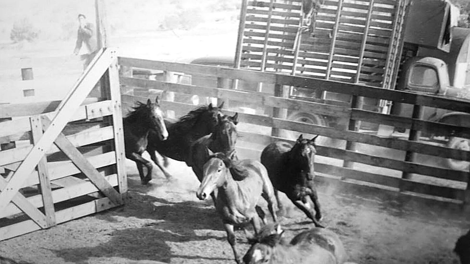 Gathering the wild horses into corrals after being captured in the Red Desert in Wyoming.