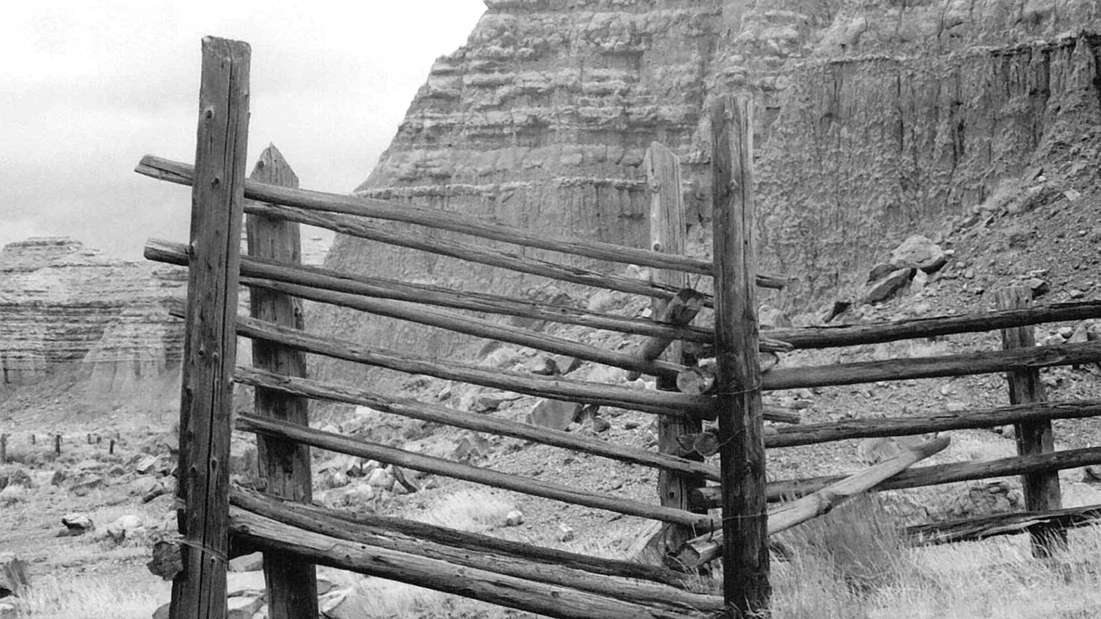 The wild mustangs were captured off the Red Desert and chased into corrals using planes in the 1940s