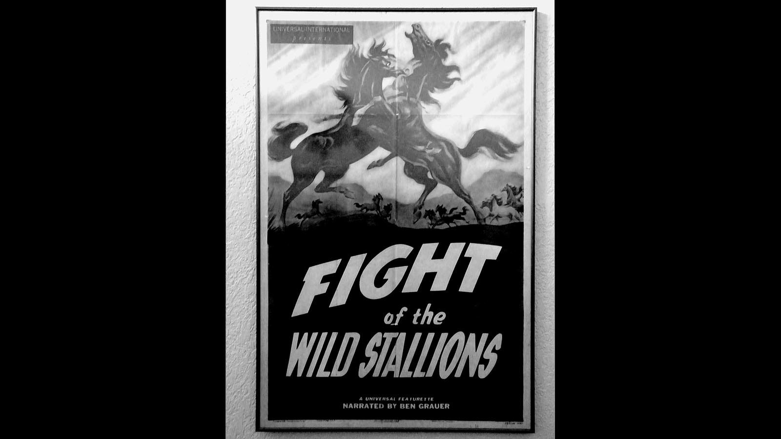 Two years after Desert Dust, the wild palomino, was captured in the Red Desert near Rawlins, Wyoming, he was featured in a movie by Universal Pictures.