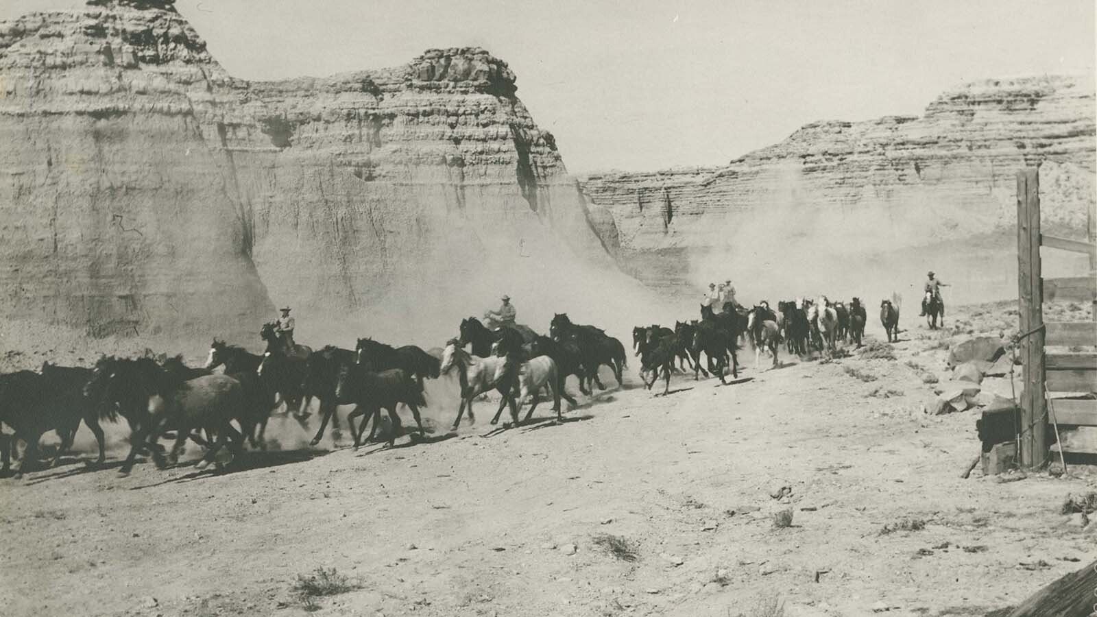 The wild mustangs in the Red Desert were captured using riders on horseback and planes in the 1940s.