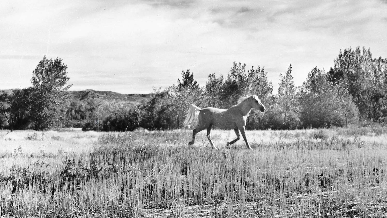 Desert Dust lived at Frank Robbins ranch until he was shot and killed. Investigator “Gil” Gillilan believed that it was because Robbins allowed his horses to run in his neighbor’s fields.