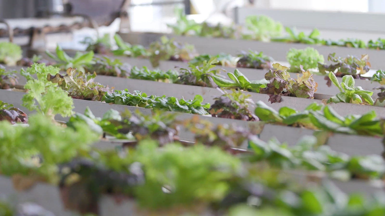 Vertical Harvest produces a wide variety of greens at its Jackson, Wyoming, facility.