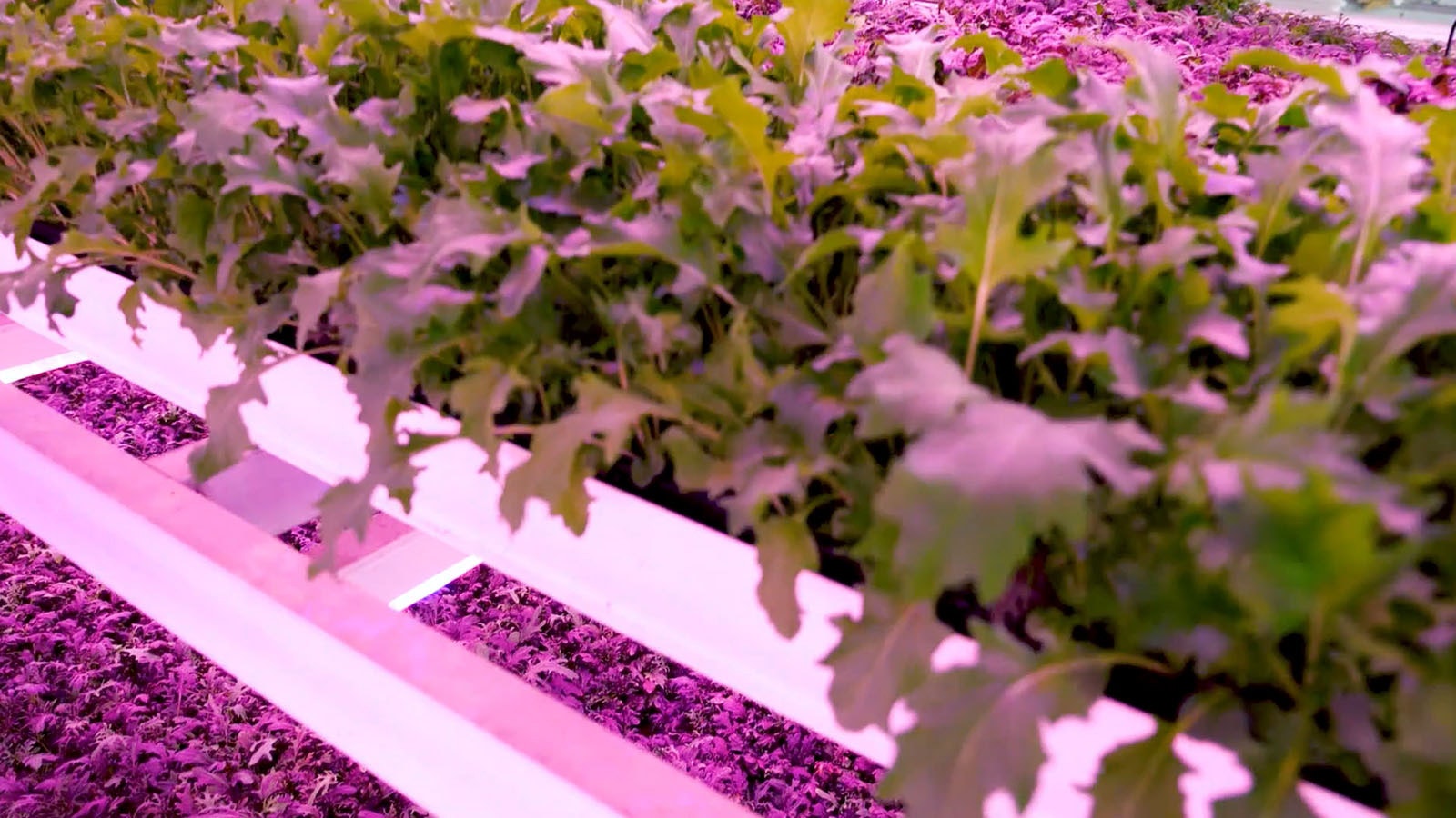 Vertical Harvest produces a wide variety of greens at its Jackson, Wyoming, facility.