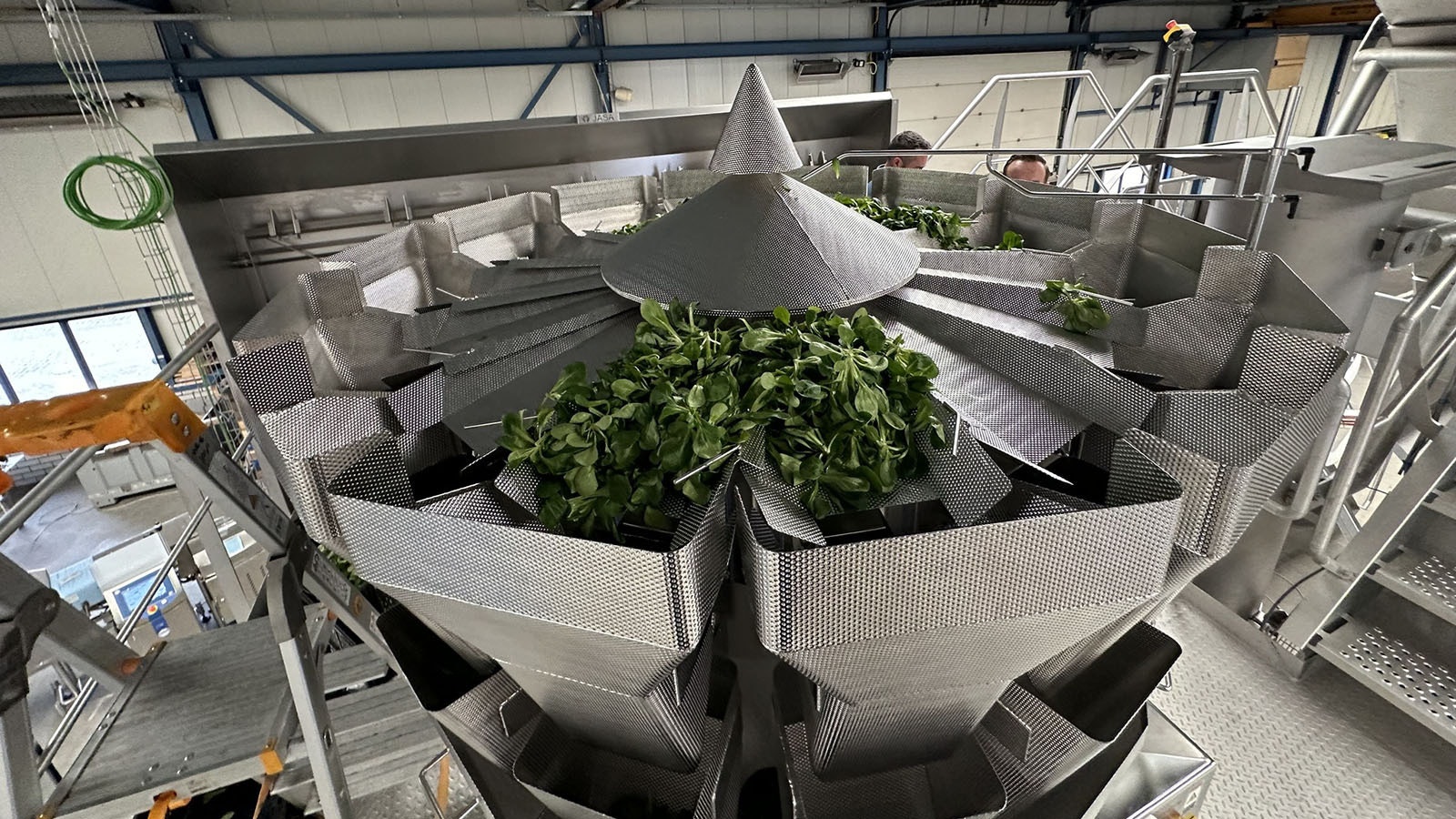 Fresh greens produced by Vertical Harvest are washed and prepared.