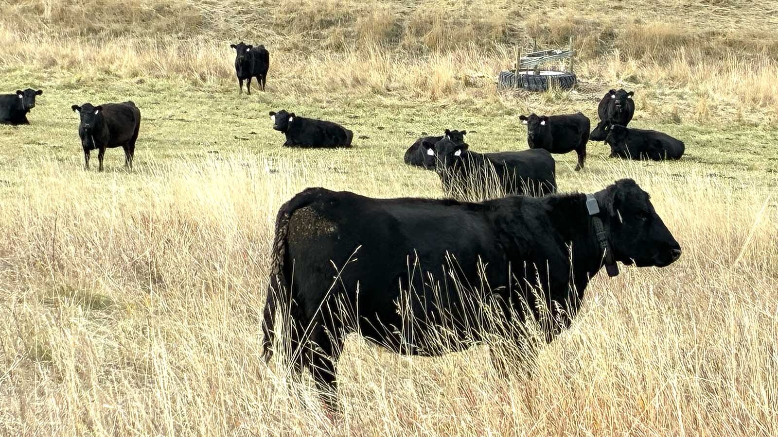Cows belonging to Sheridan-area rancher Dan Reinke wear solar-powered electronic collars as part of a “virtual fencing” system. Such systems could replace physical livestock fences in some places.