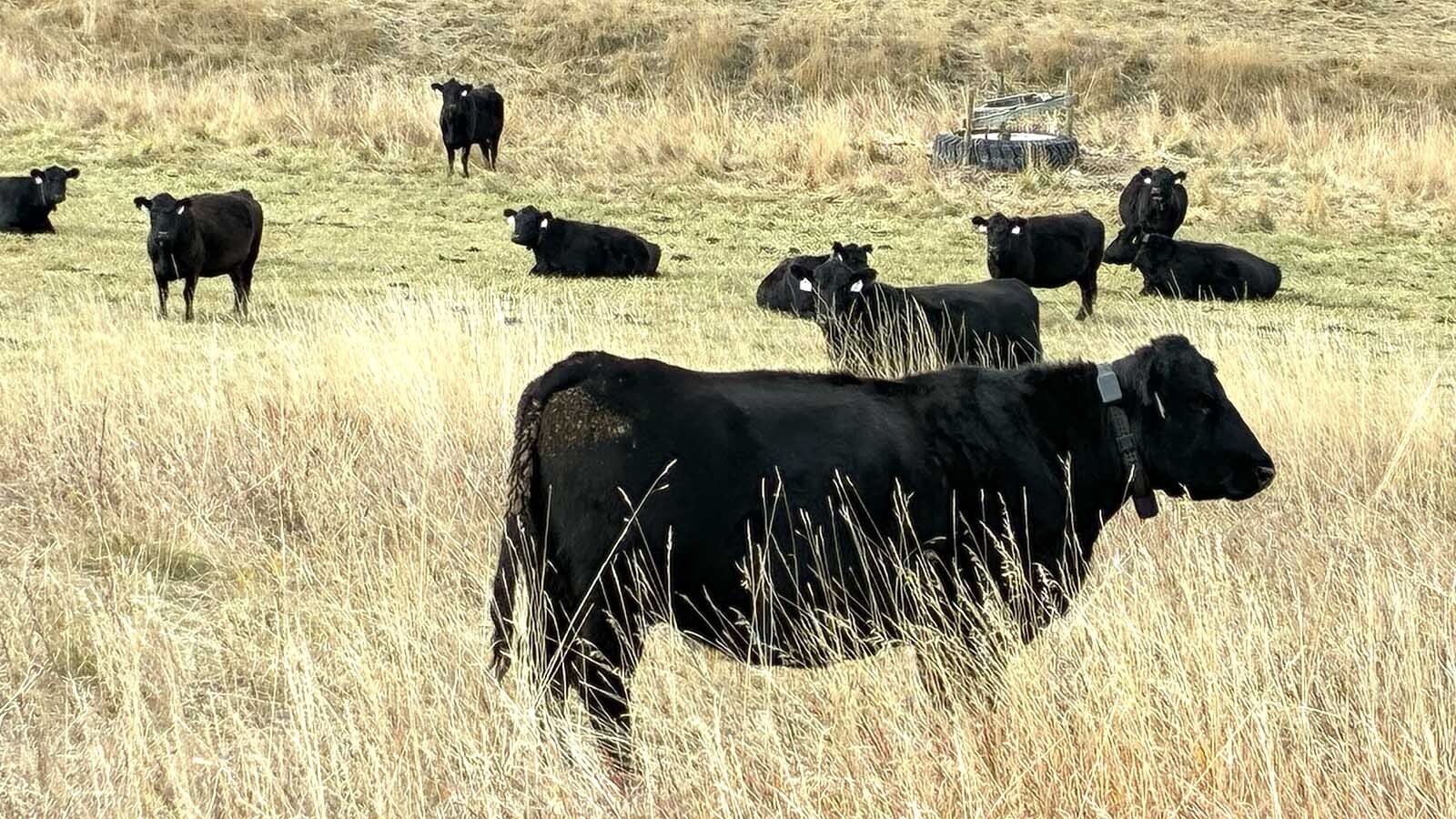 Cows belonging to Sheridan-area rancher Dan Reinke wear solar-powered electronic collars as part of a “virtual fencing” system. Such systems could replace physical livestock fences in some places.