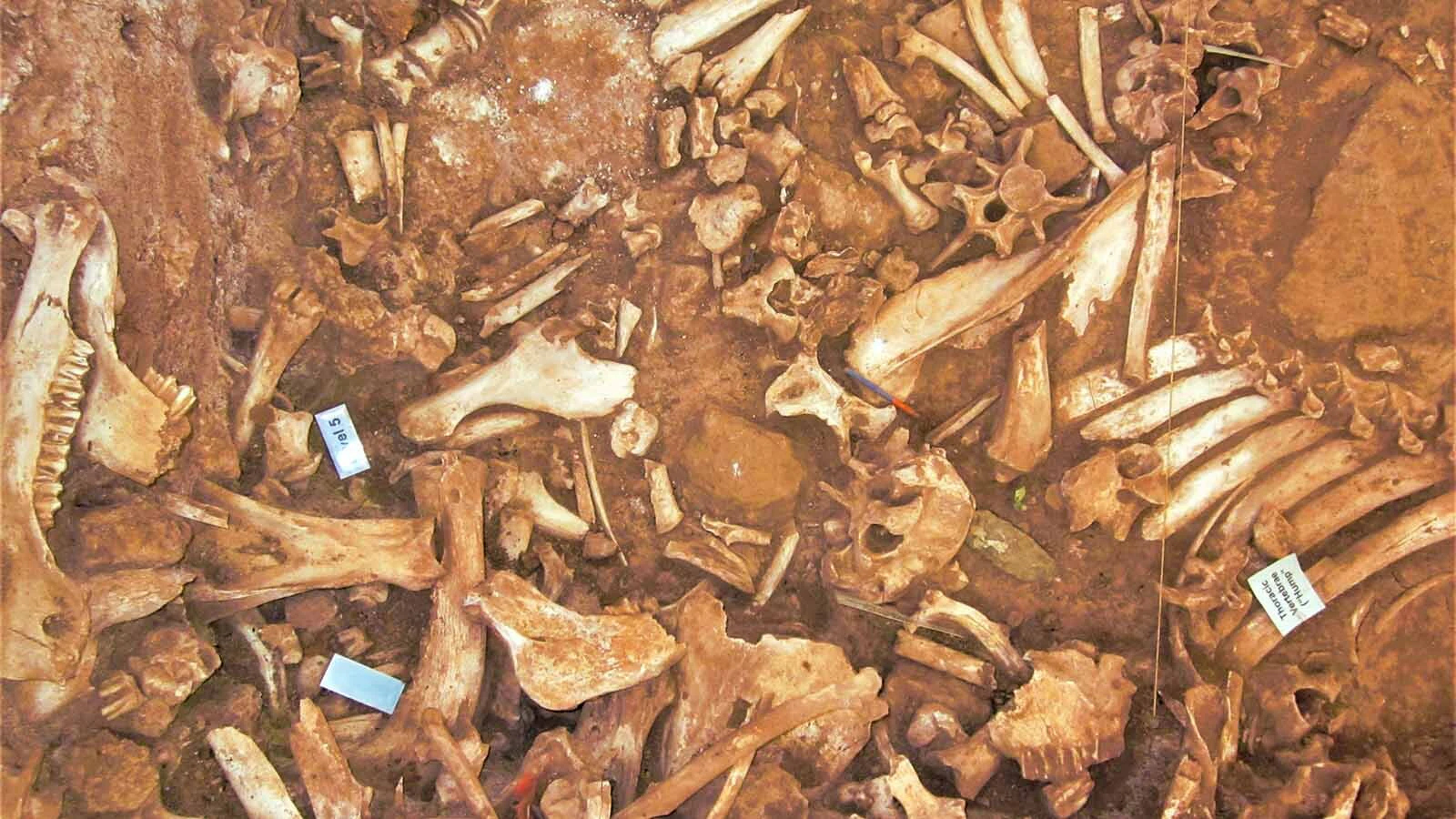 A massive jumble of bison bones preserved as they were found at the Vore Buffalo Jump. Indigenous tribes killed these bison by forcing them off its 40-foot-high cliffs, then butchered them for meat and hides at the bottom, leaving this "garbage" behind.