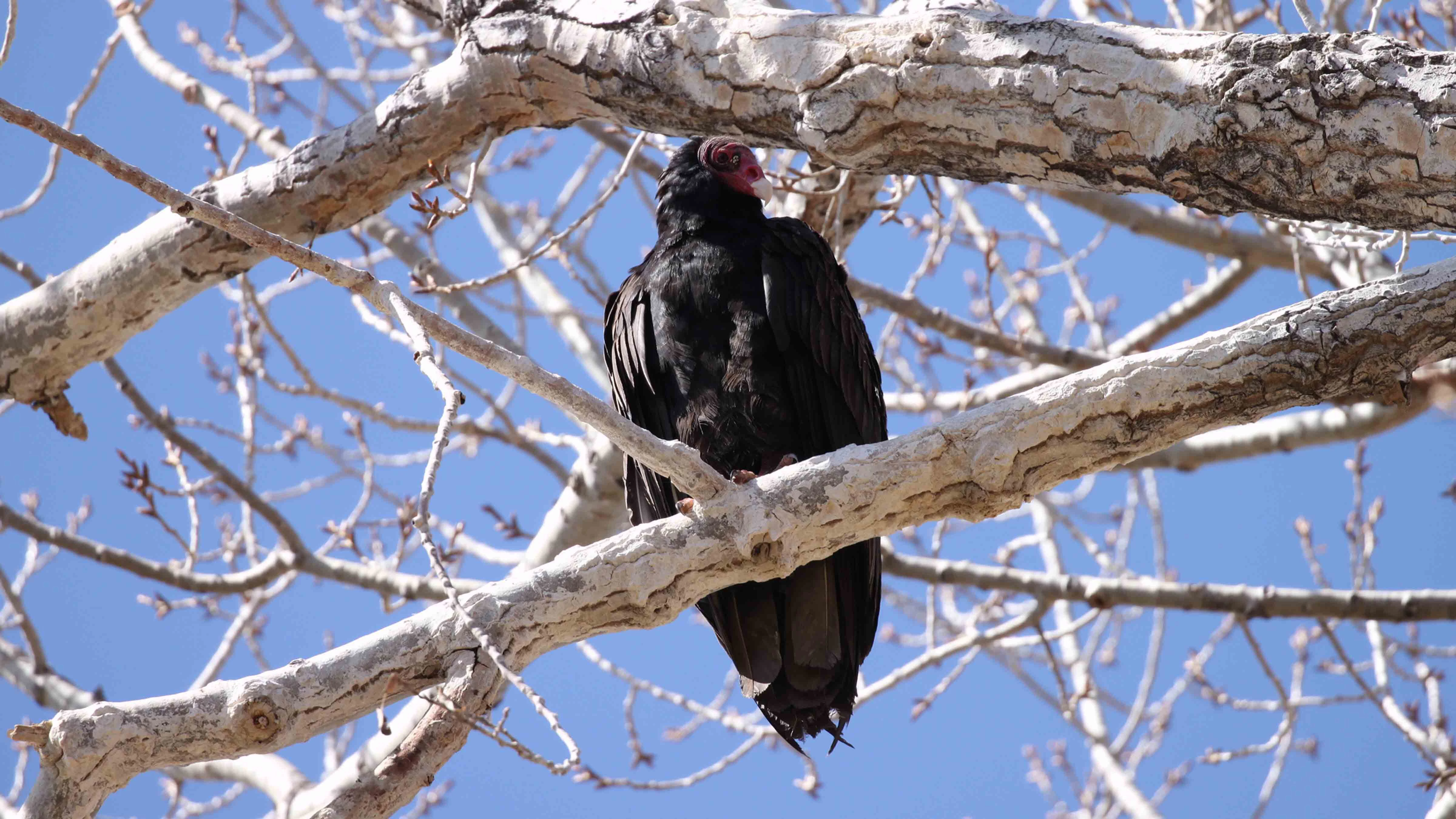 Every spring and summer, hundreds of turkey vultures roost in trees on the University of Wyoming campus.