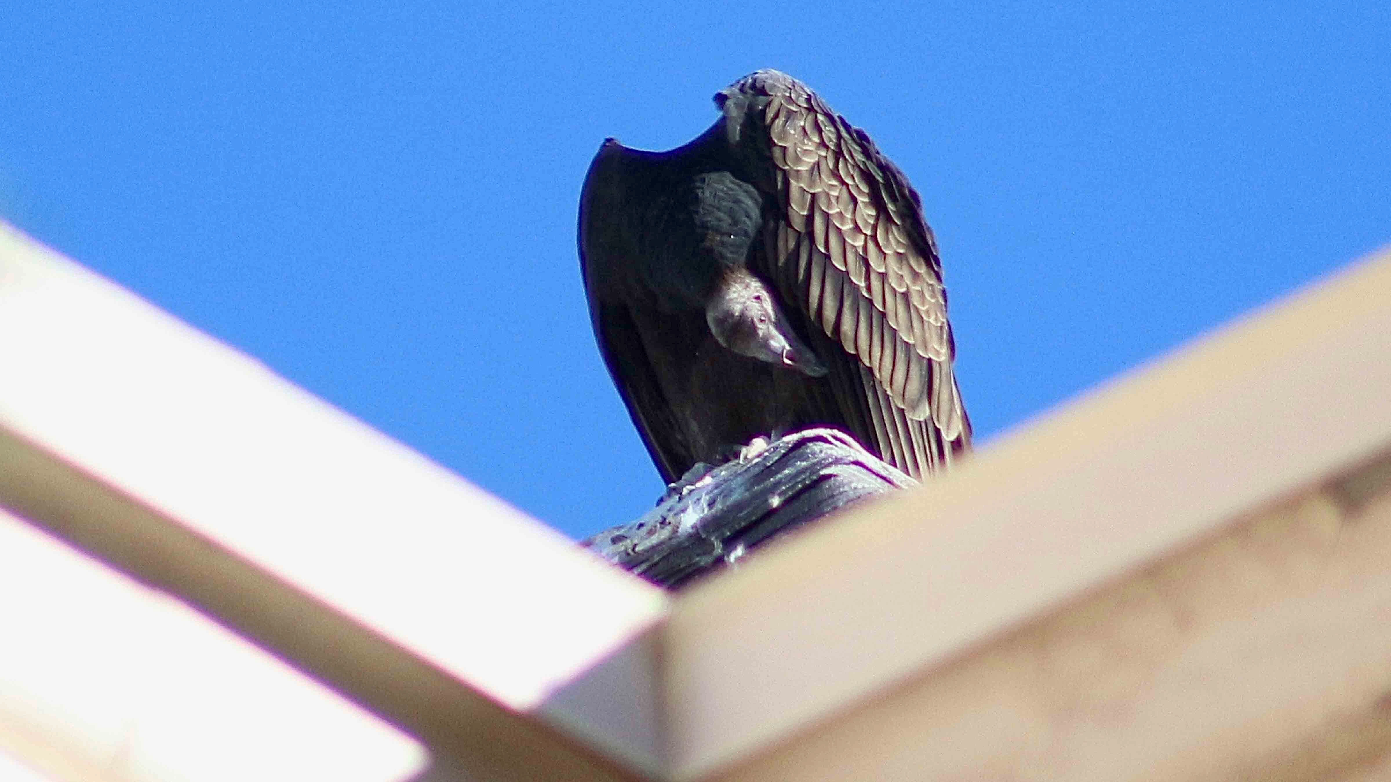 Every spring, hundreds of turkey vultures show up on the University of Wyoming campus and stay until fall.