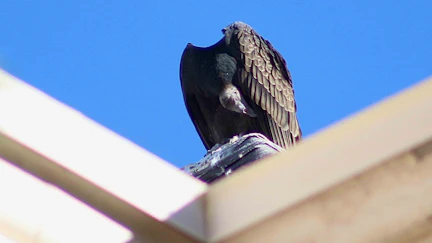 Every spring, hundreds of turkey vultures show up on the University of Wyoming campus and stay until fall.
