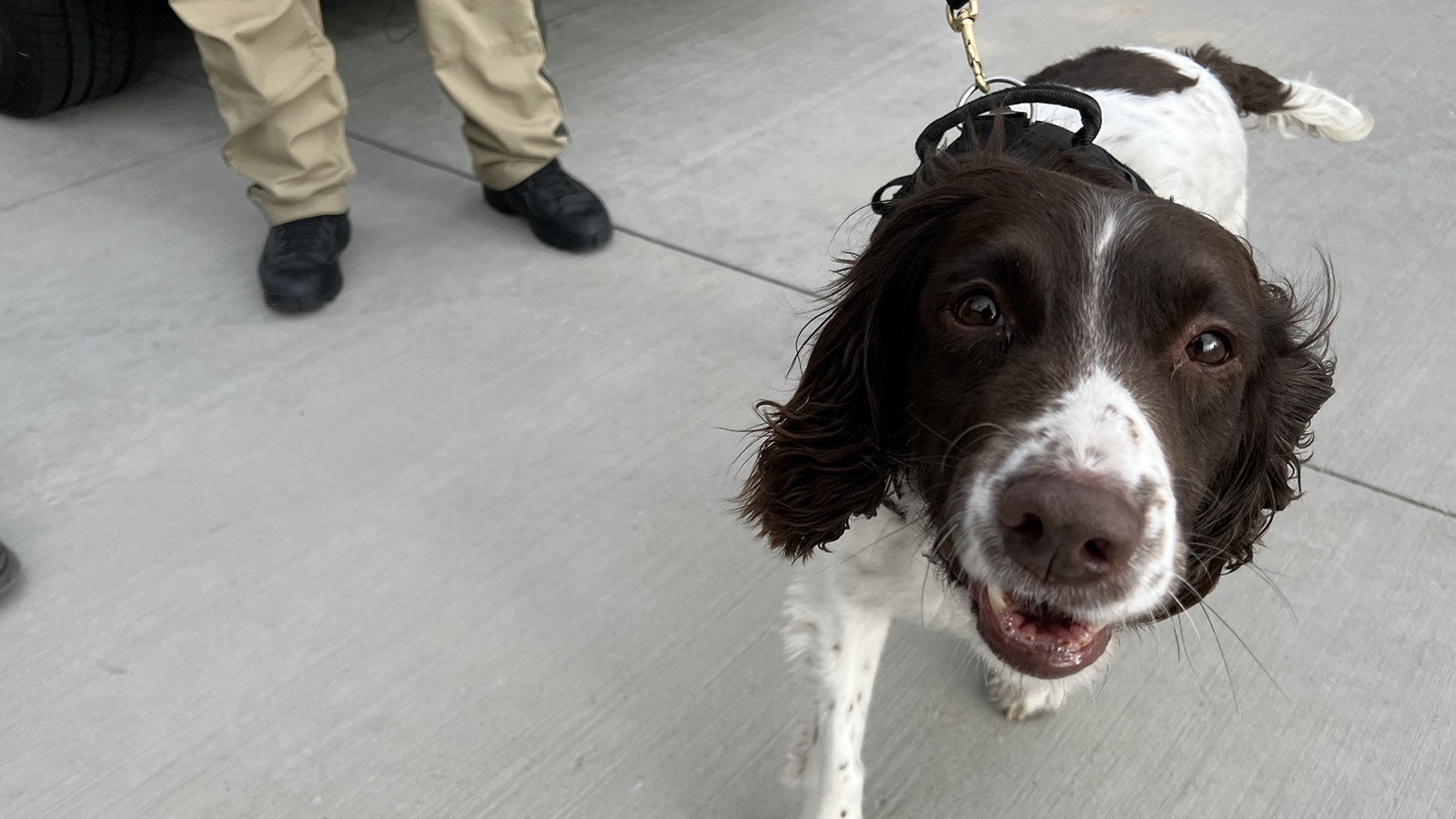 Becky is a 7-year-old springer spaniel drug-detection K-9 for the Wyoming Highway Patrol.