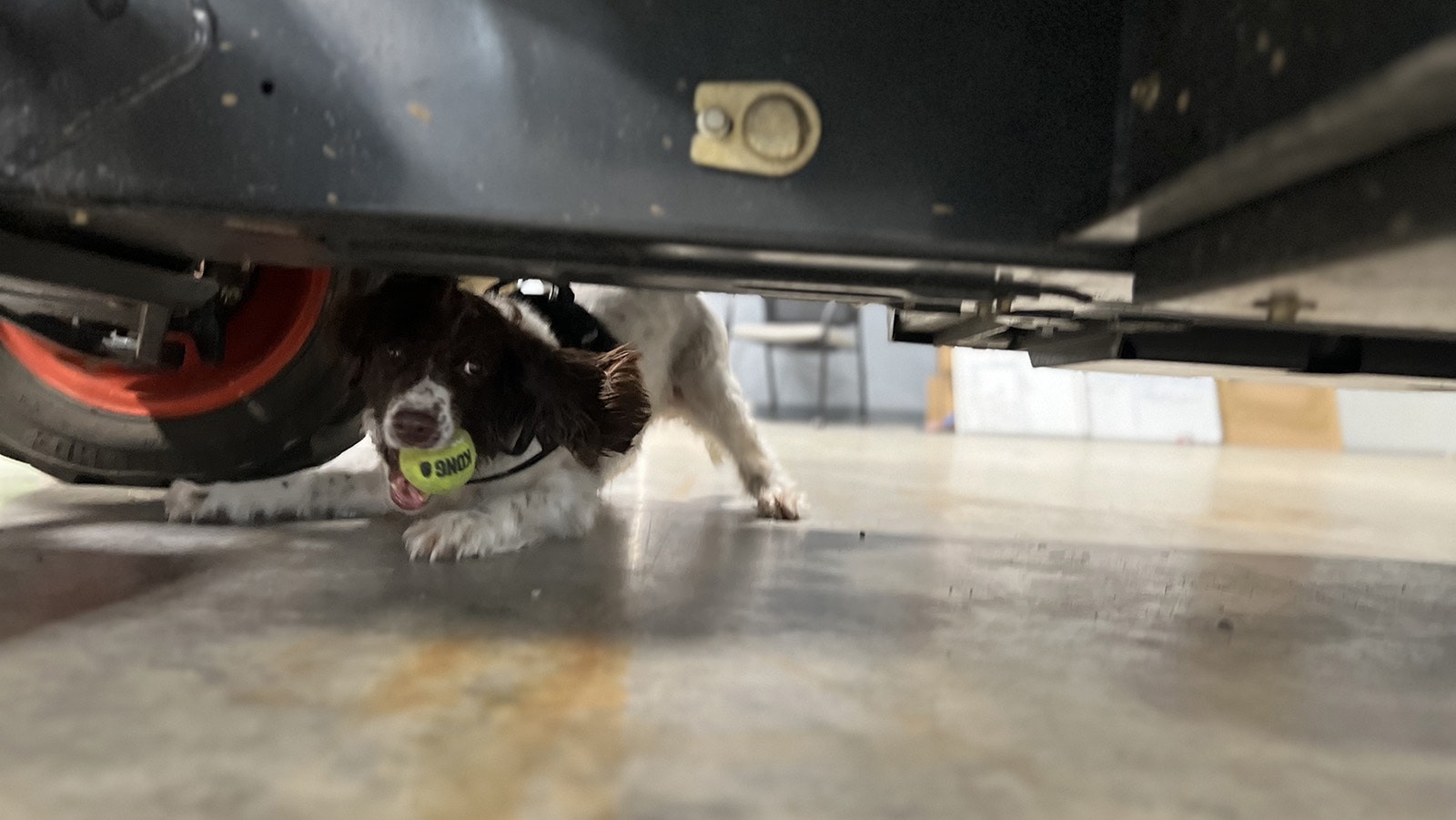 Becky goes through a training exercise Monday. While training, she's rewarded for sniffing out contraband with her favorite toy, a tennis ball.