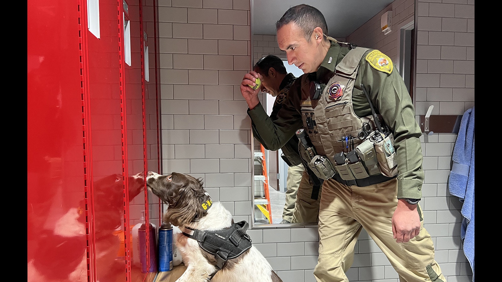 Becky, a springer spaniel drug detection dog with the Wyoming Highway Patrol, runs through a training exercise with her handler, Trooper Andy Martinez, in Laramie on Monday.