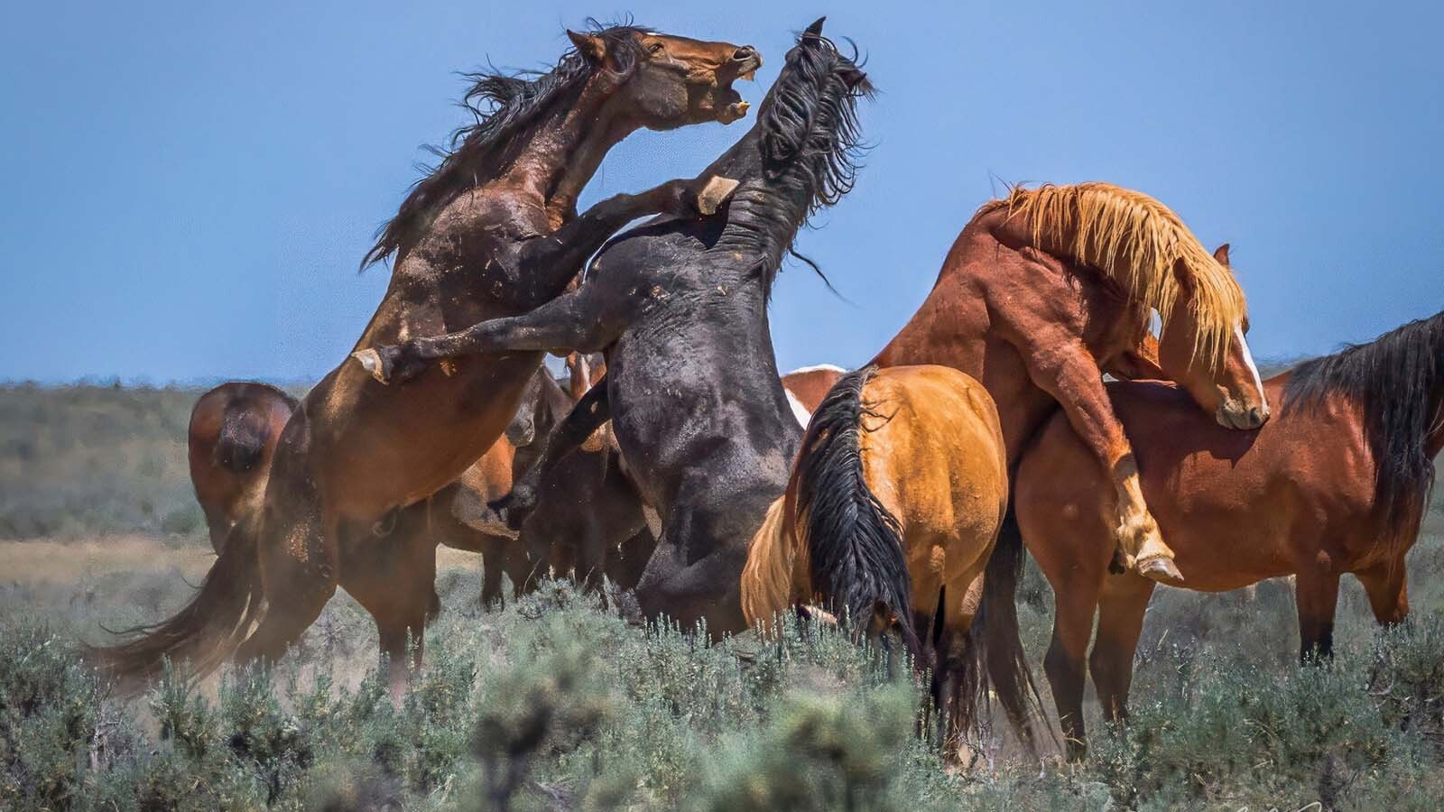 A dramatic scene of battle and breeding on the McCullough Peaks Wild Horse Herd Management Area by Eric C. Janzer.