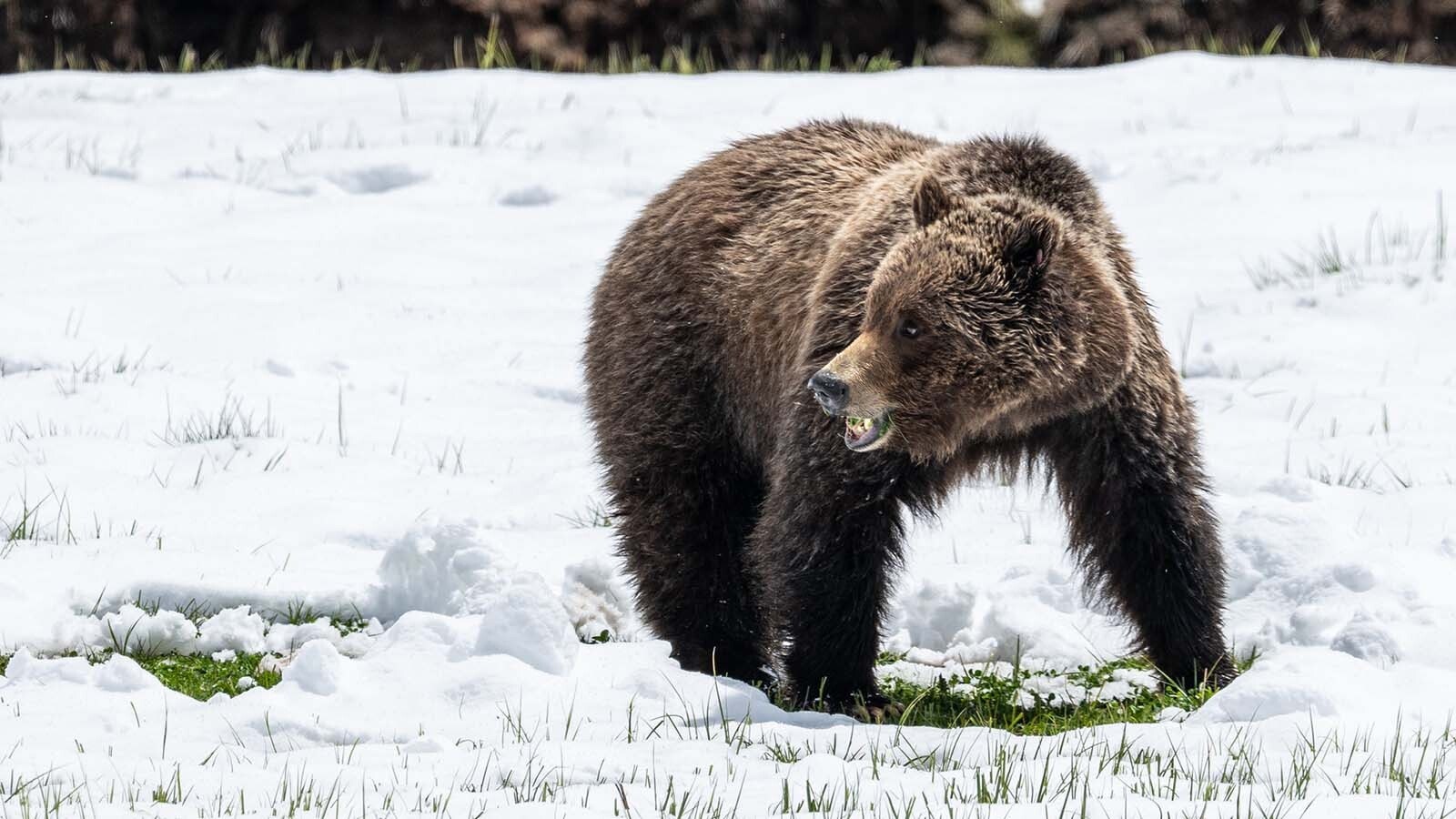 A Wyoming grizzly shared to Wyoming Through the Lens by Richard Cohen.