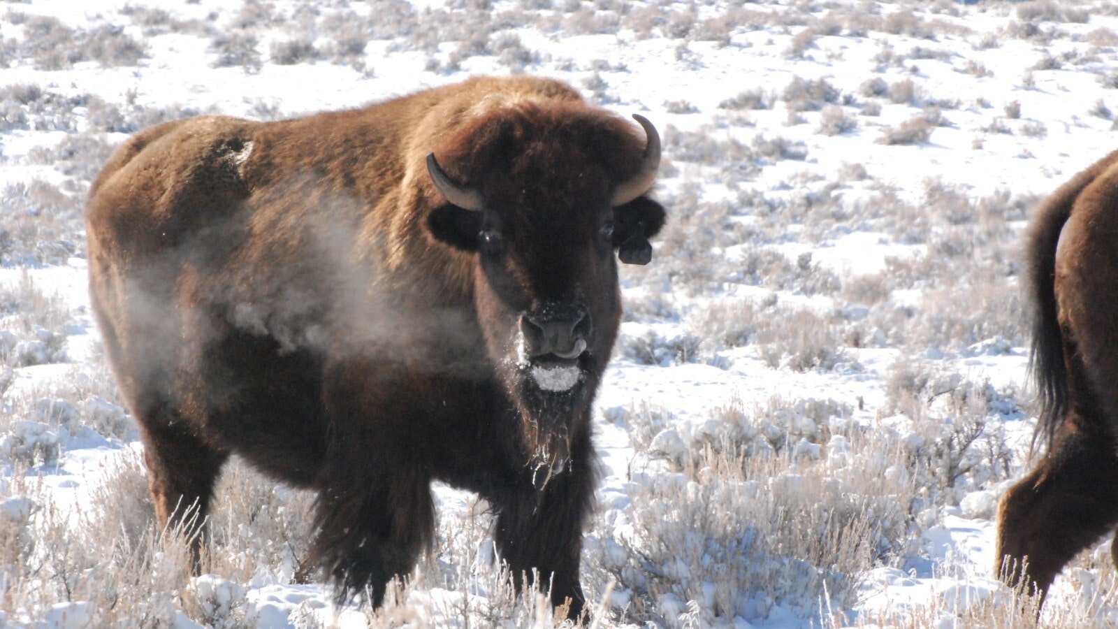 WY Buffalo in Hot Springs State Park