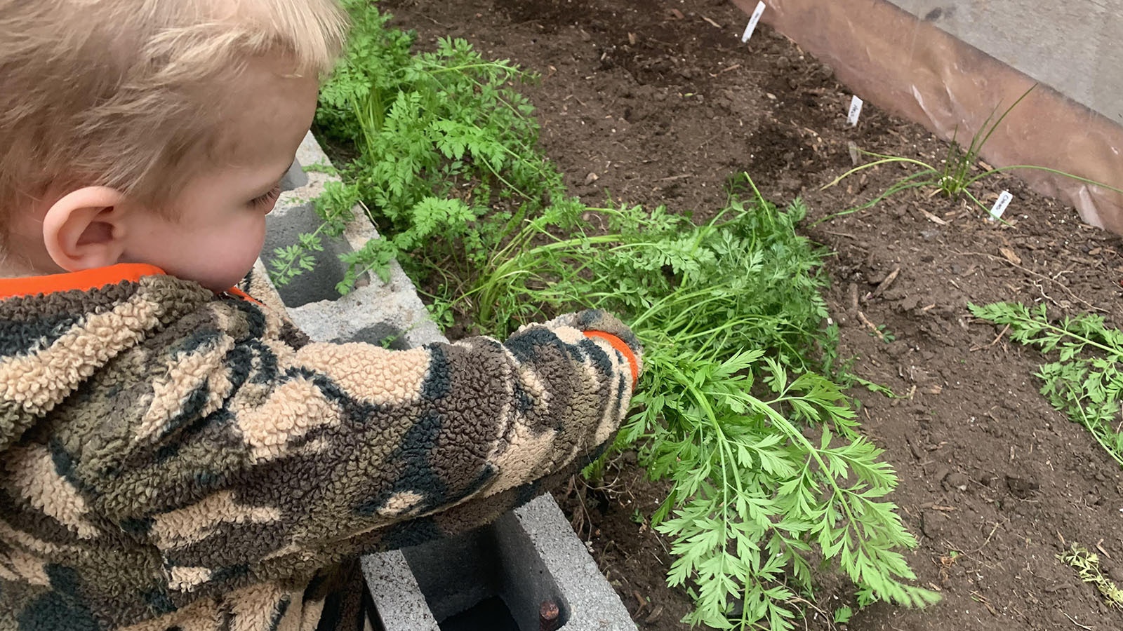 Sara Ross' 2-year-old grandson Huxton reaches for a carrot in a raised bed in his grandma's sunken greenhouse.