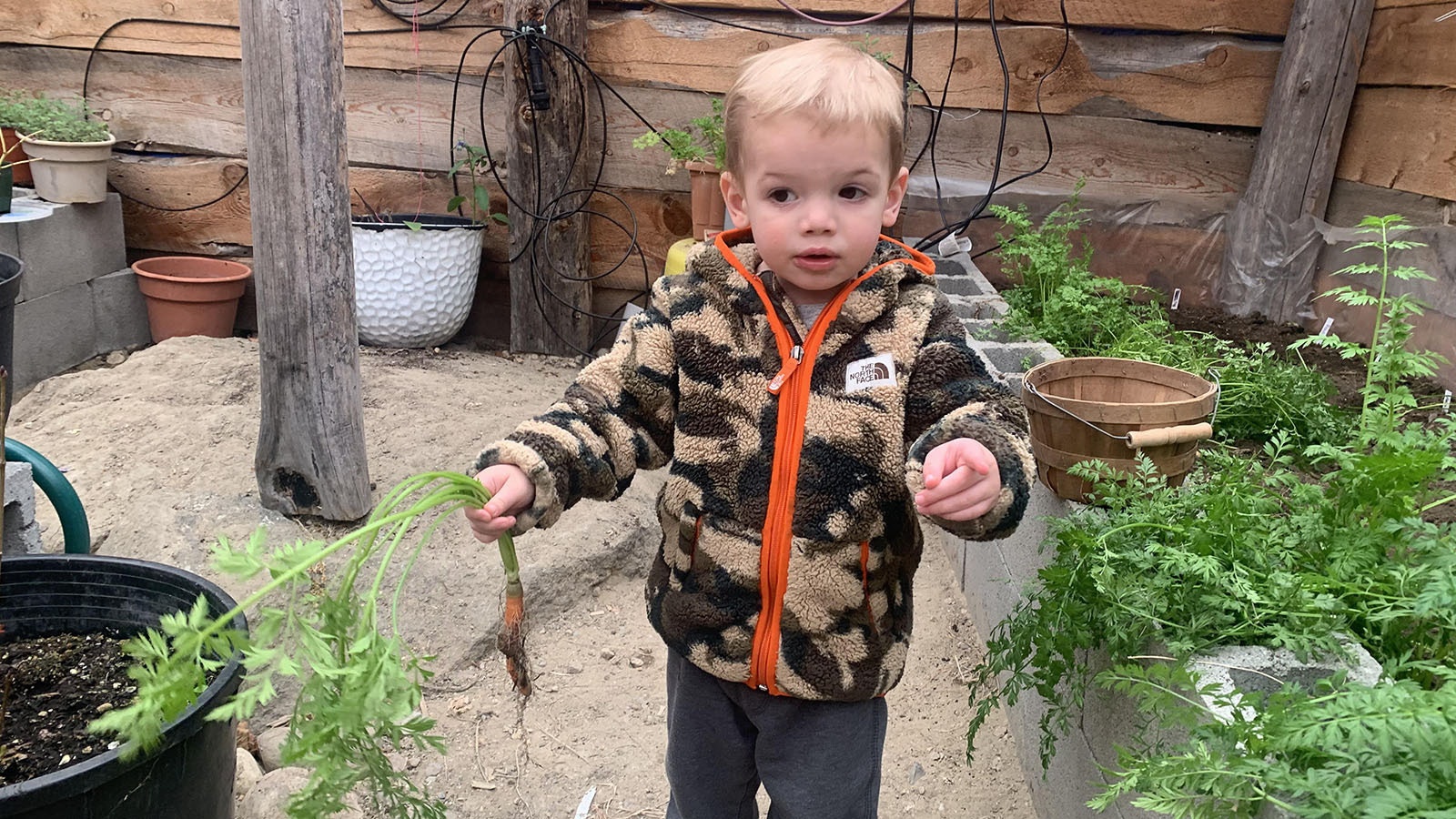Sara Ross' 2-year-old grandson Huxton loves to pick and eat fresh carrots from her underground greenhouse, called a walipini, which allows her to grow vegetables year-round despite Wyoming's brutal winters.