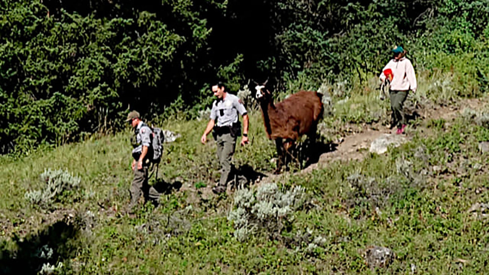 Joaquin, a pack llama lost in Yellowstone National Park for 17 days, is escorted back to civilization by his park ranger rescuers. The llama was spotted near Trout Lake, not far from the spot where his pack trip was encamped at the time he bolted and ran off. He had been spotted by Trout Lake once before, but visitors were not able to recover him.