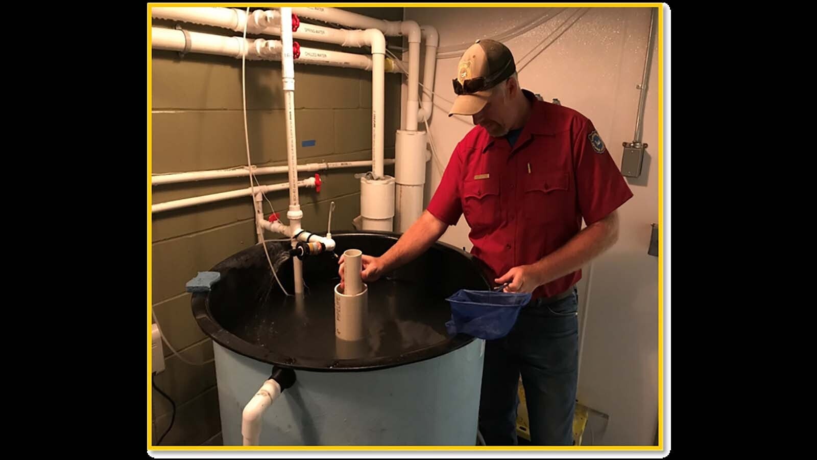 Walleye are raised in specialized tanks at the Dan Speas Fish Hatchery near Casper.