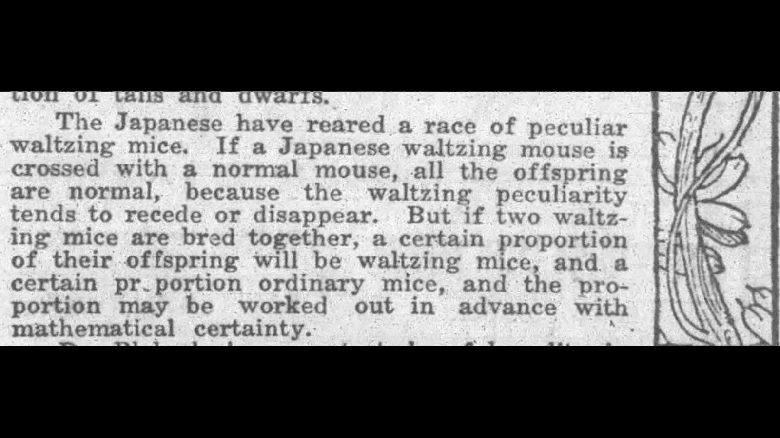 In 1925, the Wyoming State Tribune marveled at the Japanese waltzing mouse that was once the craze of America.