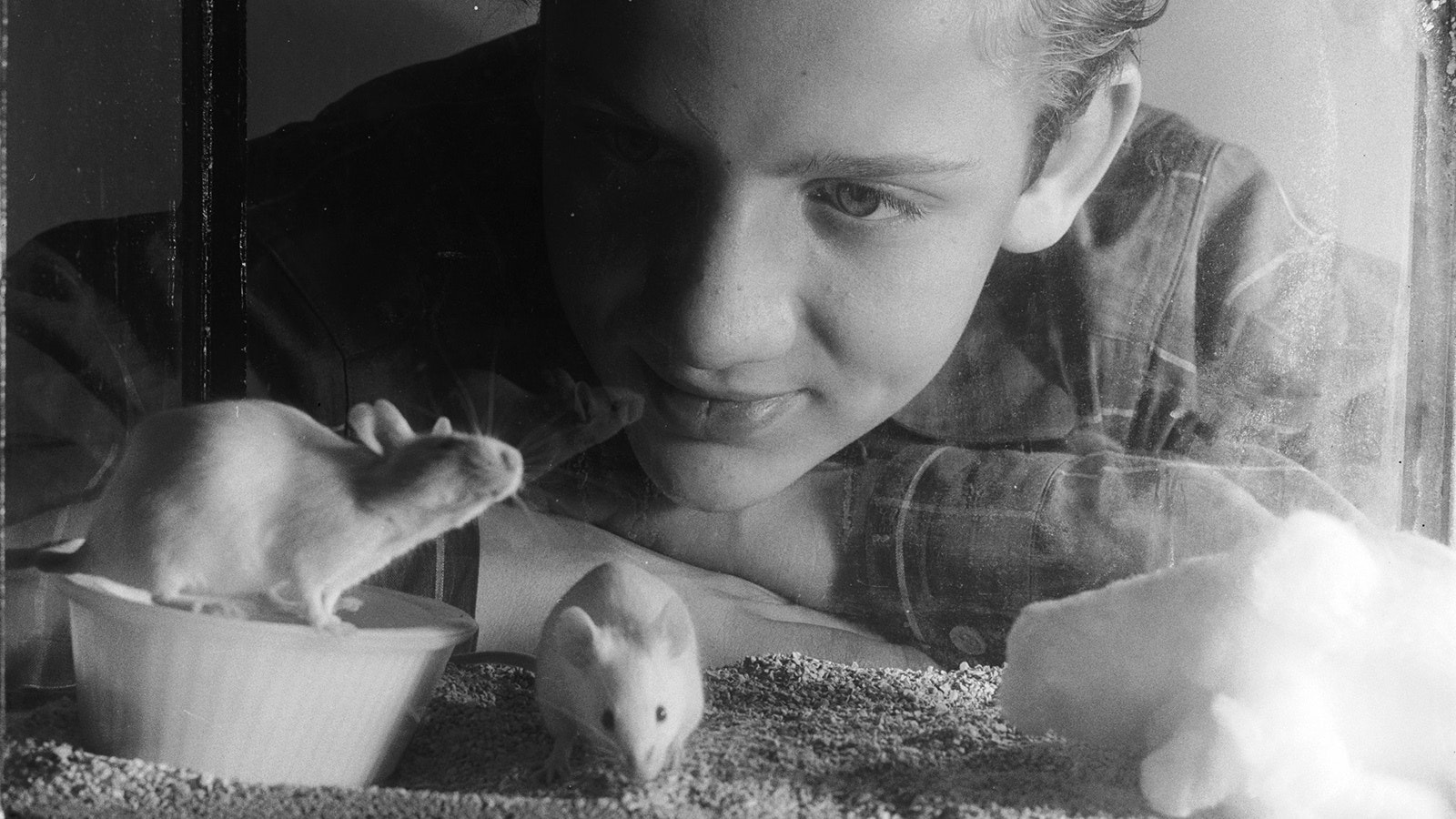 A boy looks into a cage full of Japanese walzing mice in 1955.