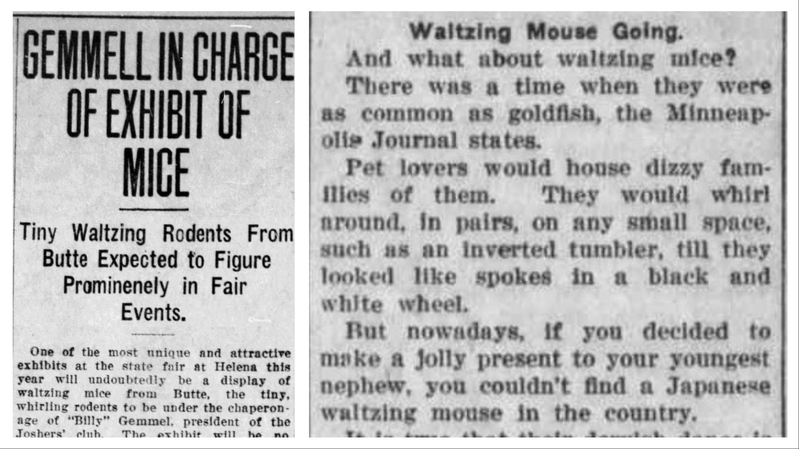 Left: The Waltzing Mice were the highlight of the Montana State Fair in Helena in 1912. Right: The Rock River Review of Rock River, Wyoming, reported that the waltzing mouse, once as popular as goldfish, was now a thing of the past. It was nearly impossible by 1920 to find a Japanese waltzing mouse for your child.