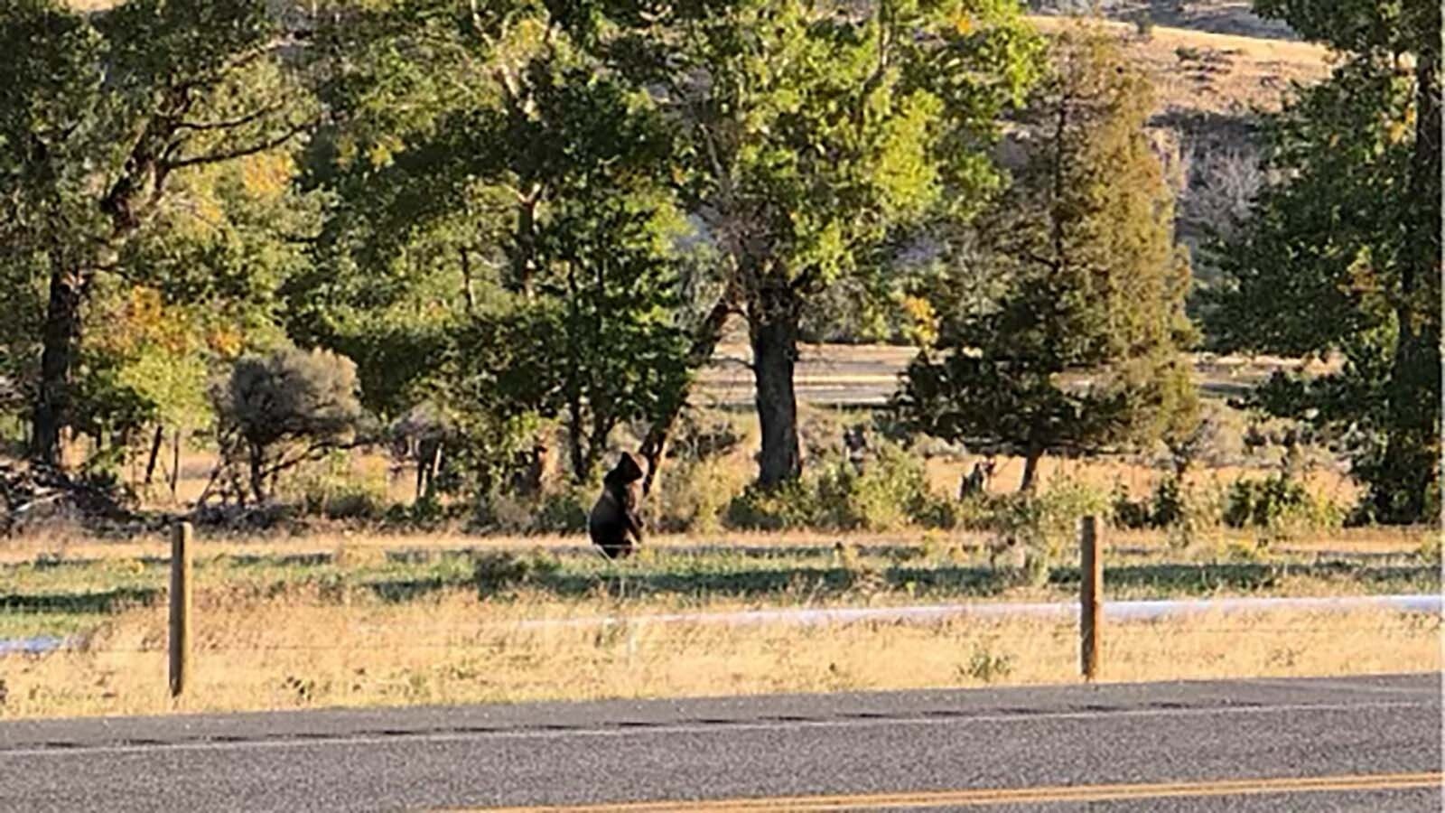 A grizzly bear was drawn to a roadkill deer carcass right across Highway 14-16-20 from the Red Barn country store west of Cody. The store is about two miles away from the Wapiti Elementary School.