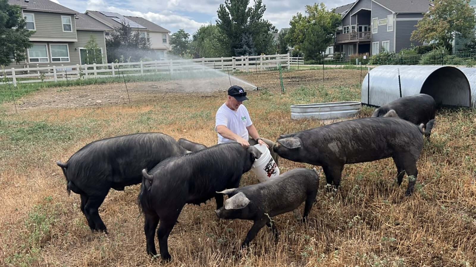 Large black hogs are being used to root our weeds from suburban lots as part of a pilot program in Fort Collins, Colorado. It’s hoped the idea catches on in Wyoming and other states.