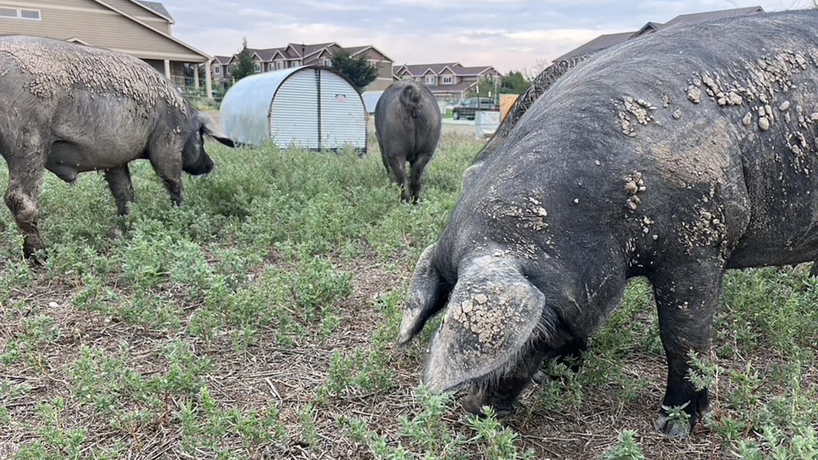 Large black hogs are being used to root our weeds from suburban lots as part of a pilot program in Fort Collins, Colorado. It’s hoped the idea catches on in Wyoming and other states.