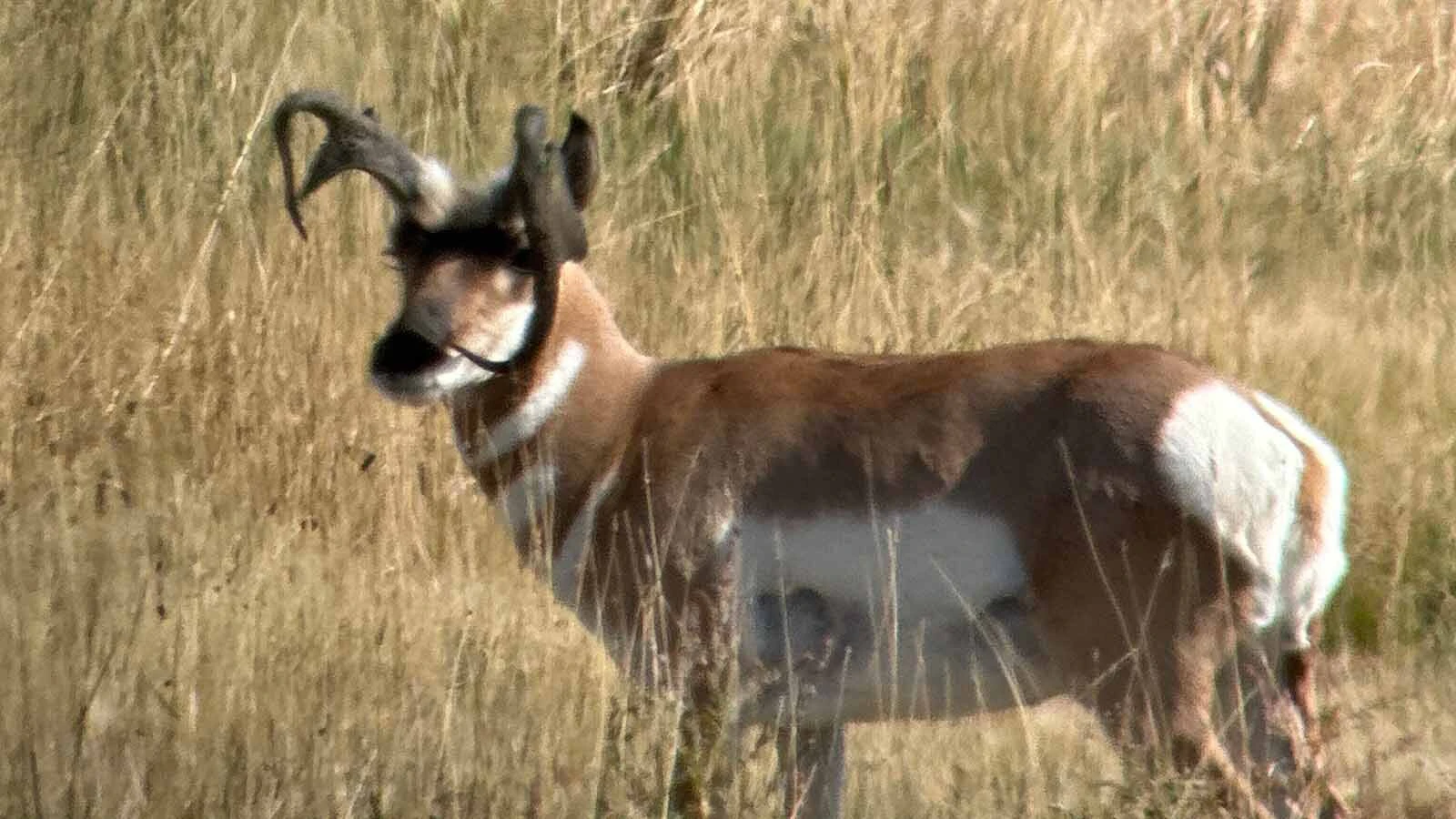 This pronghorn buck in southeast Wyoming failed to shed last year’s horn sheaths, so this year’s grew in behind them, creating this odd look.