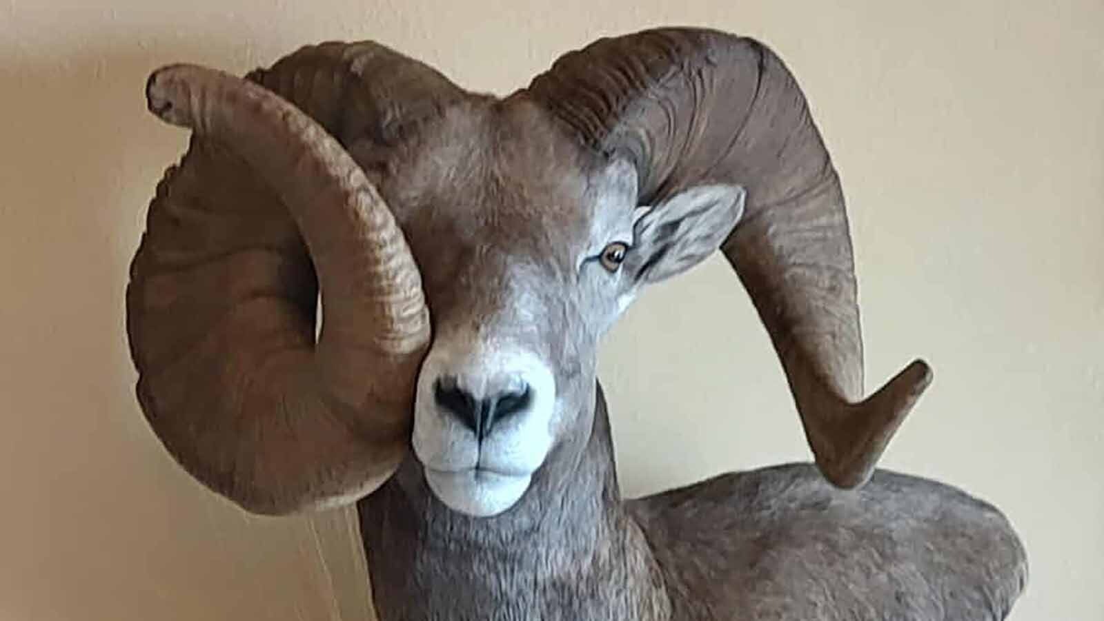 A bighorn sheep harvested from the Moss Ranch. This ram's horns have the same genetic mutation as others spotted in the area, where one horn grew faster than the other.
